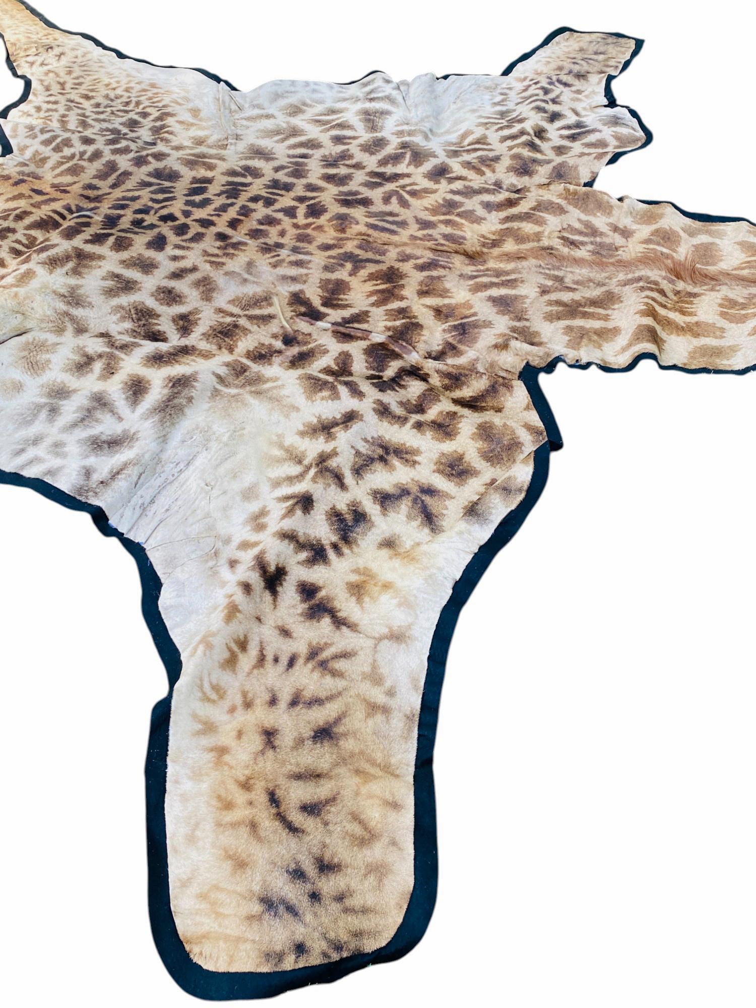 African Giraffe Hide Rug - Male With Black Felt Backing  Taxidermy Floor Decor For Sale 3