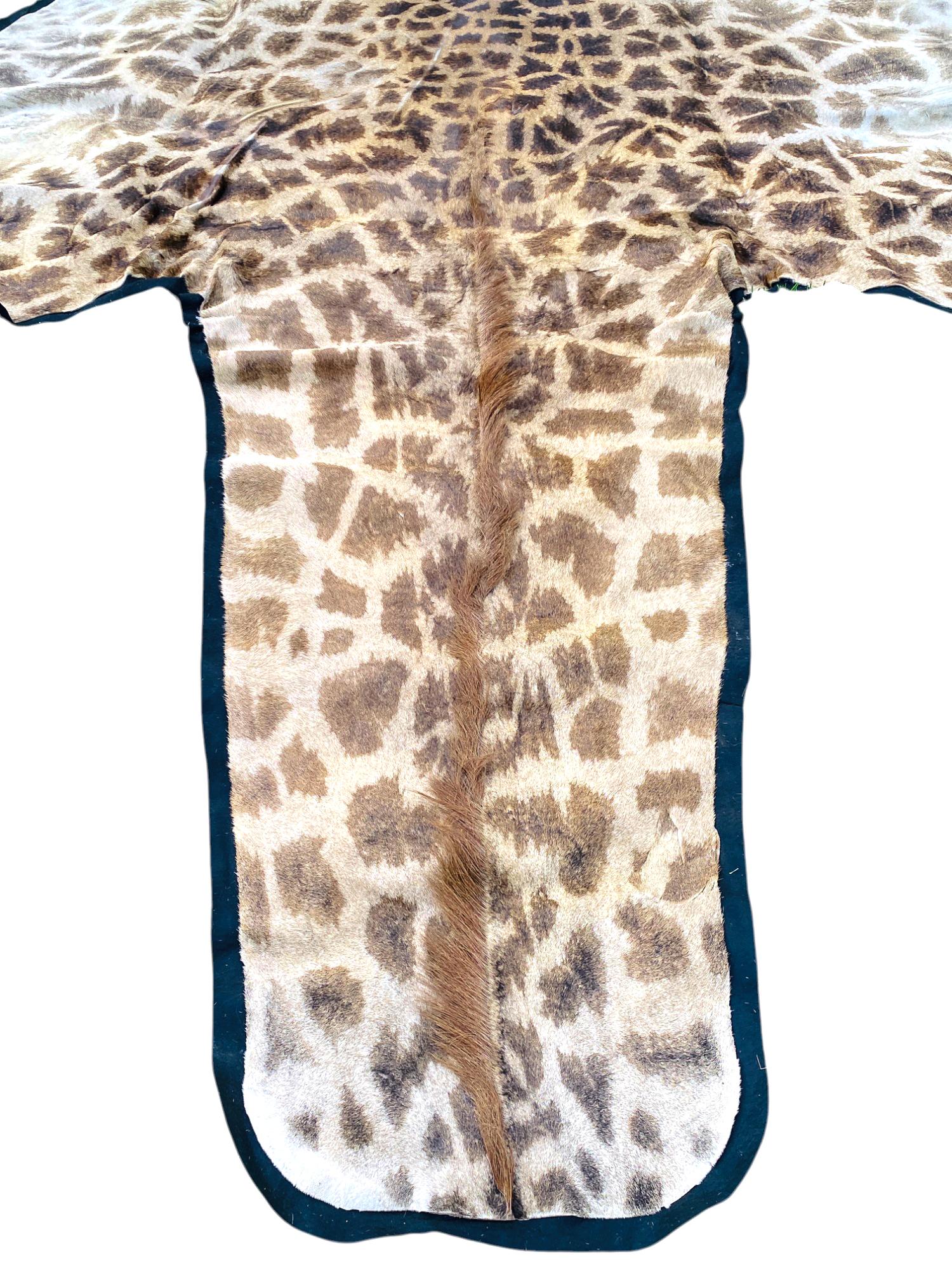 African Giraffe Hide Rug - Male With Black Felt Backing  Taxidermy Floor Decor For Sale 4