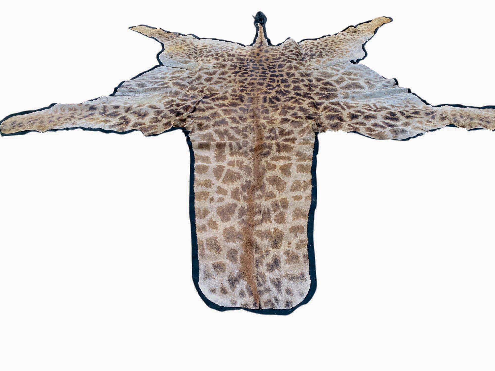 African Giraffe Hide Rug - Male With Black Felt Backing  Taxidermy Floor Decor For Sale 5