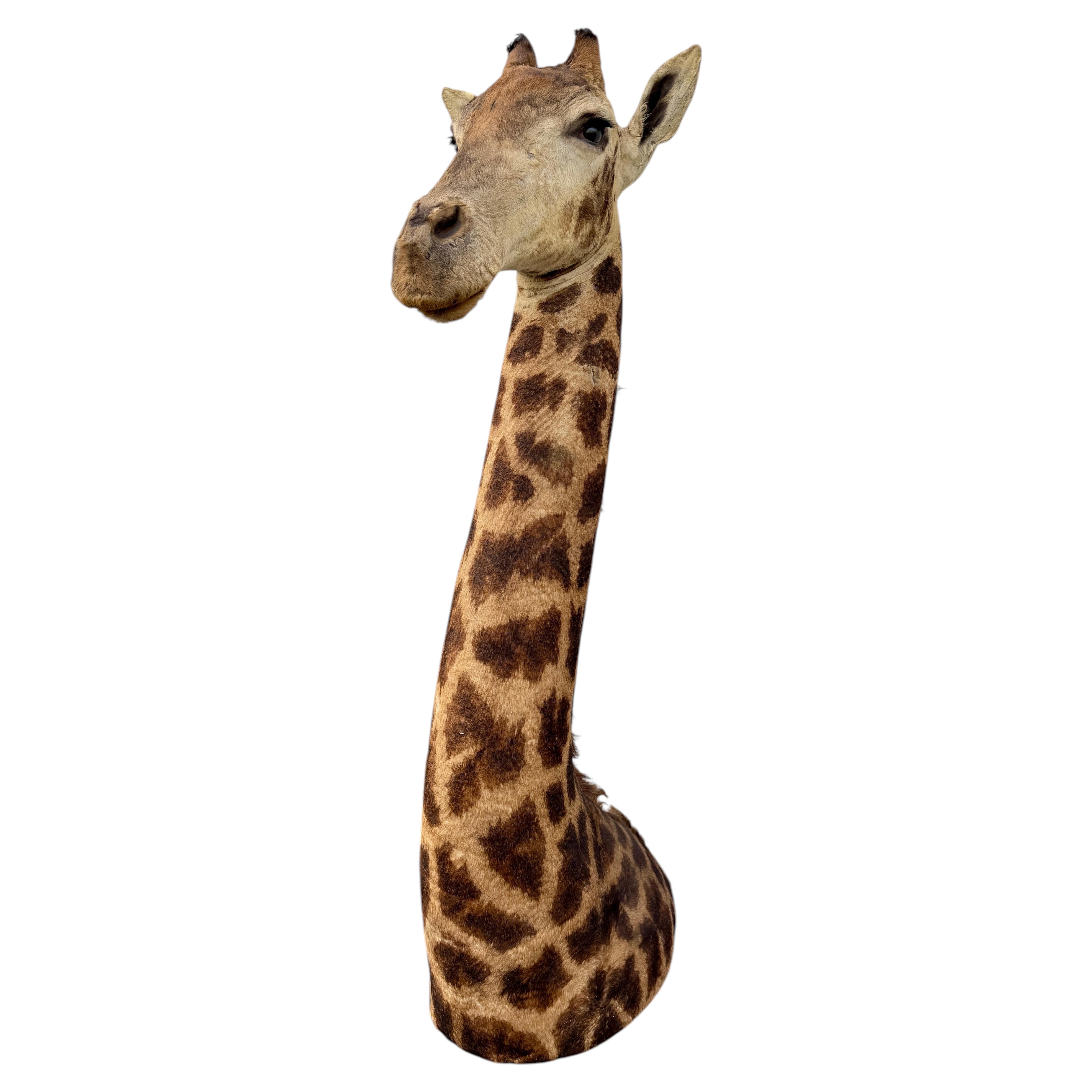 Girafe africaine empaillée, en bon état, idéale pour tous les styles de décoration d'intérieur, années 1980