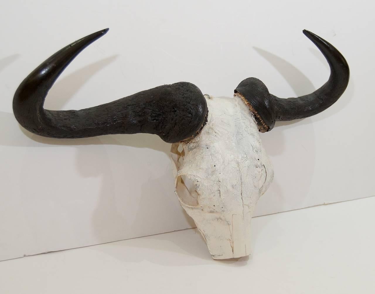 Le crâne de gnou africain peut être fixé au mur ou posé sur une table.