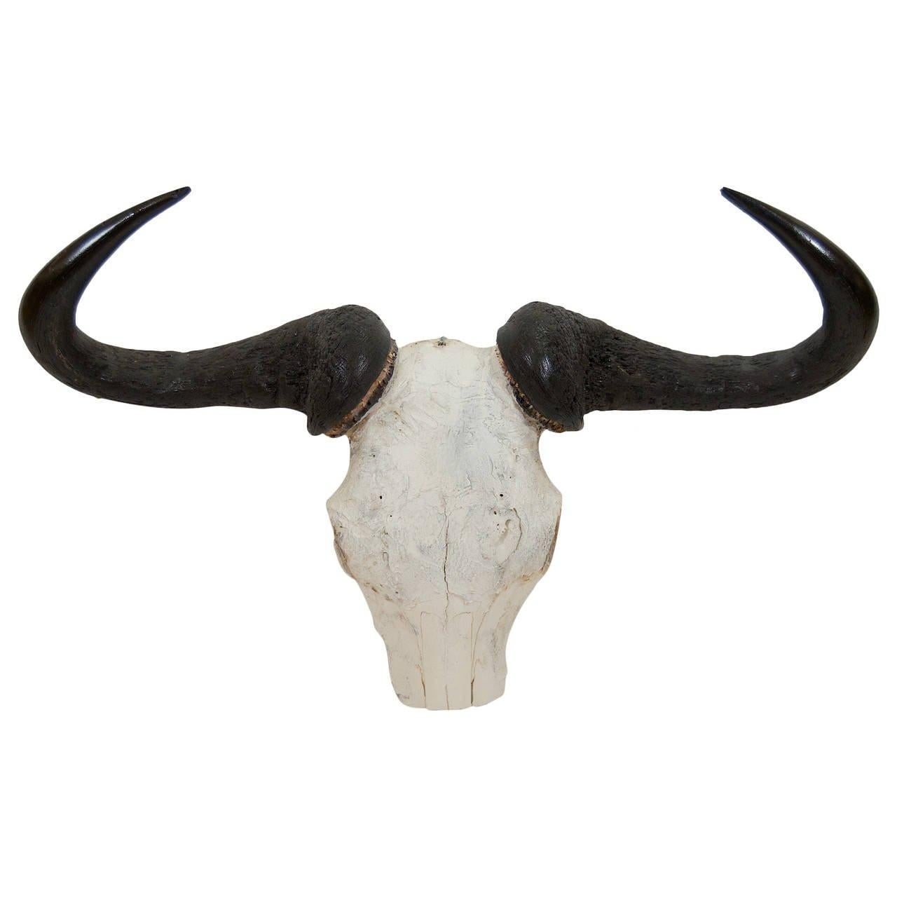 African Gnu Skull For Sale