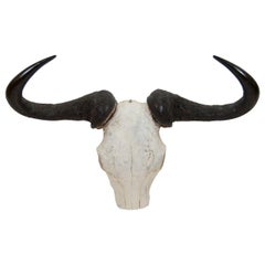 Vintage African Gnu Skull