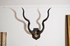 African Grand Kudu Mount on Ebonized Pinewood Backplate, 1st half 20th century