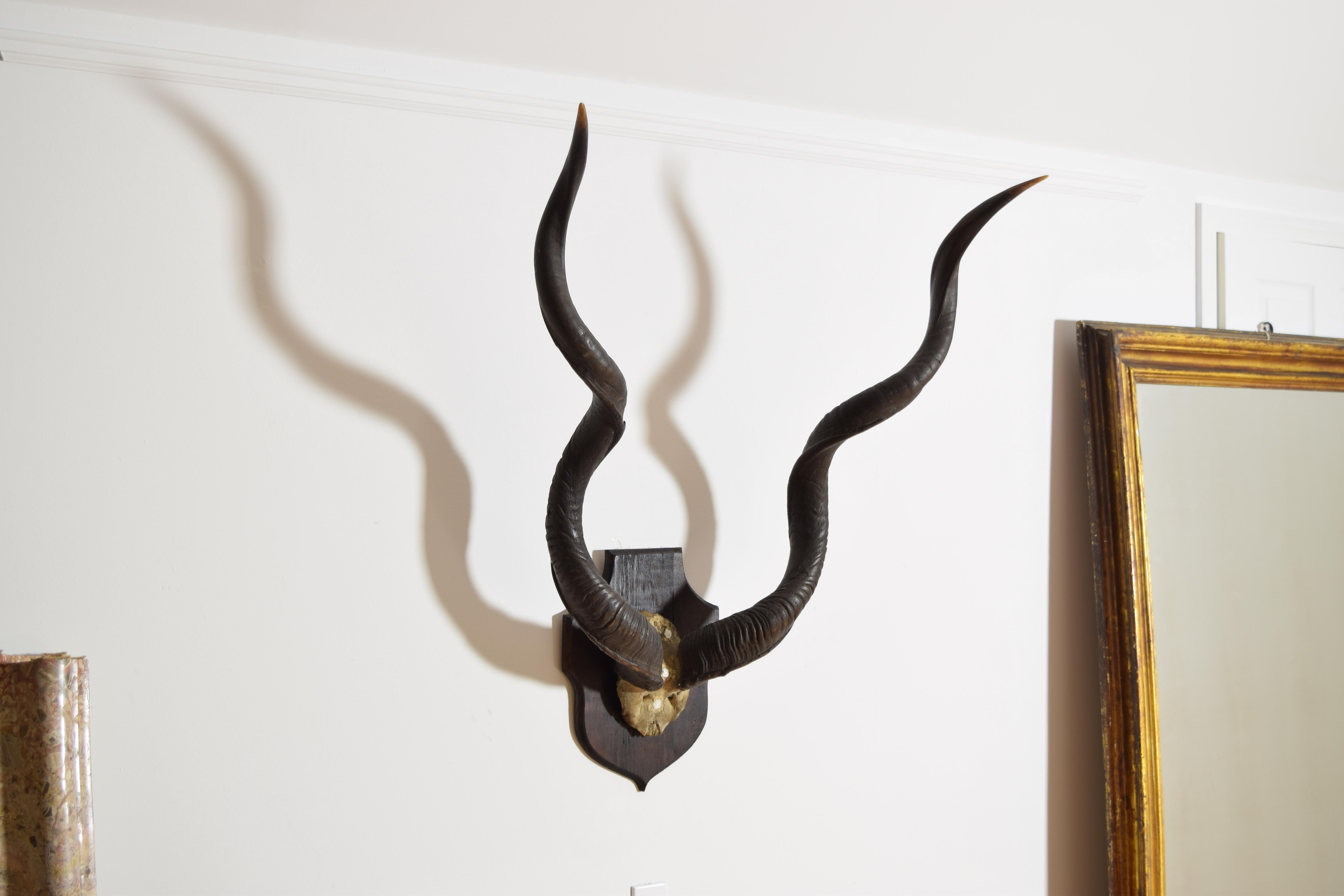 African Grand Kudu Mount on Ebonized Pinewood Backplate, 1st half 20th century In Good Condition For Sale In Atlanta, GA