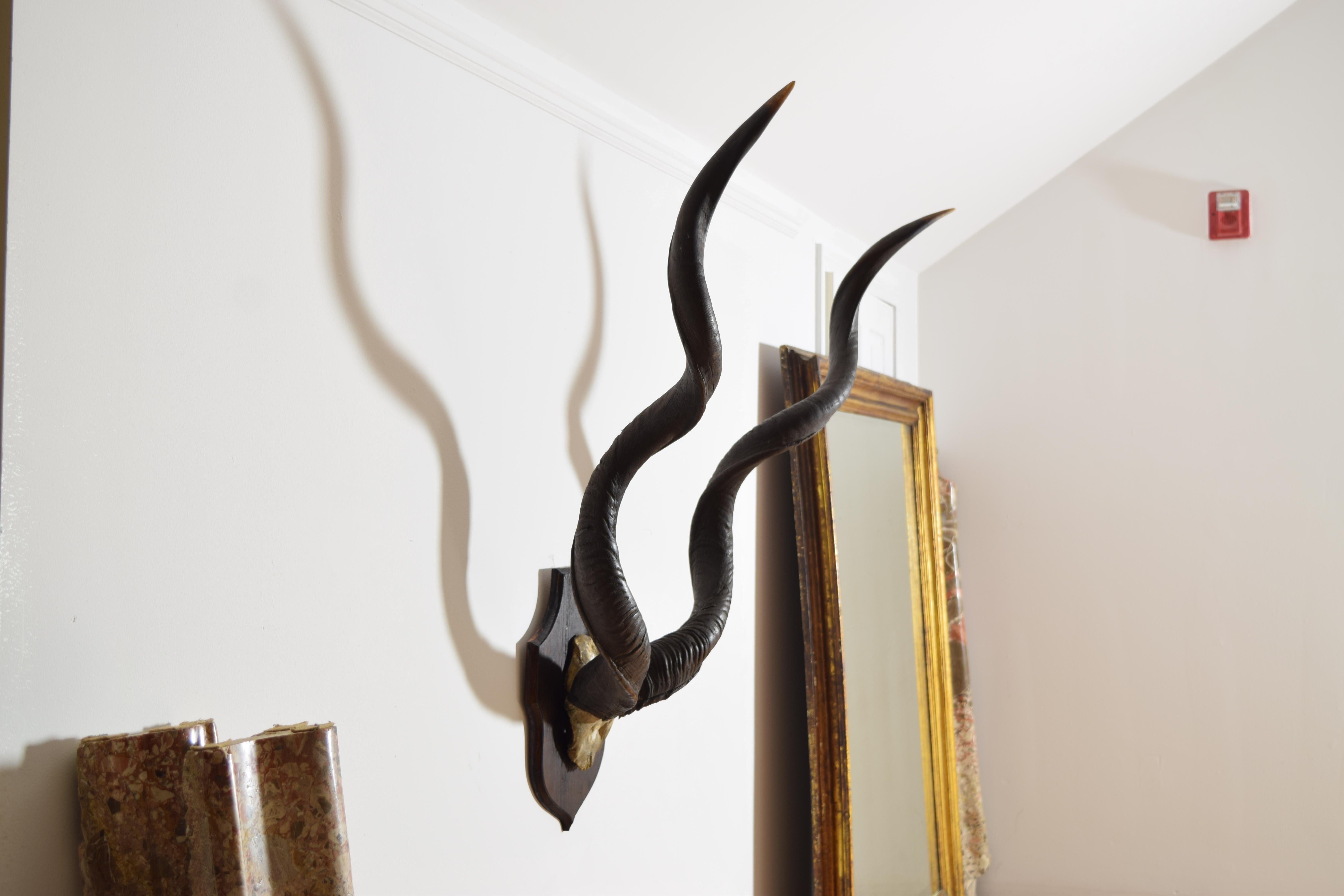 Mid-20th Century African Grand Kudu Mount on Ebonized Pinewood Backplate, 1st half 20th century For Sale