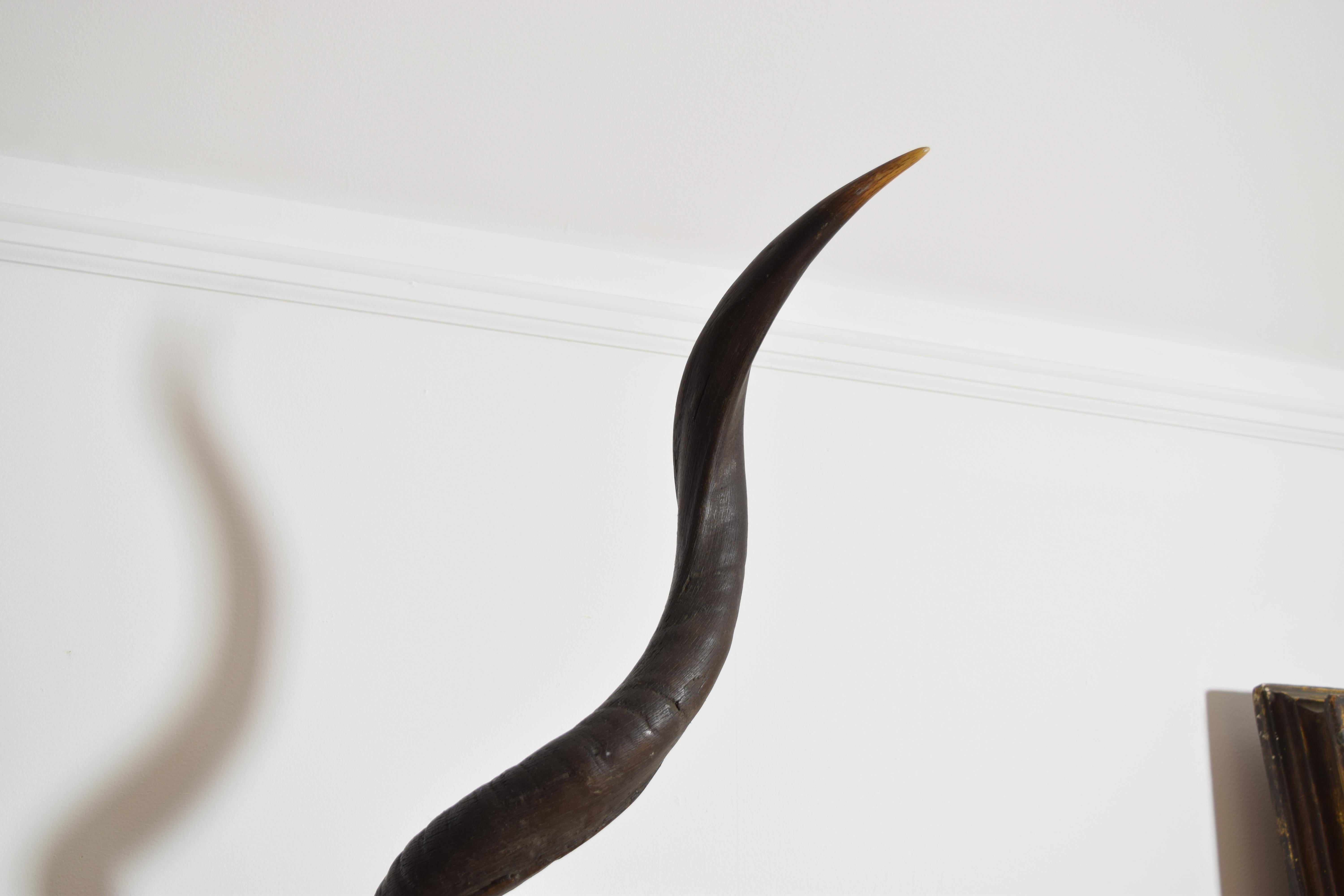 Horn African Grand Kudu Mount on Ebonized Pinewood Backplate, 1st half 20th century For Sale