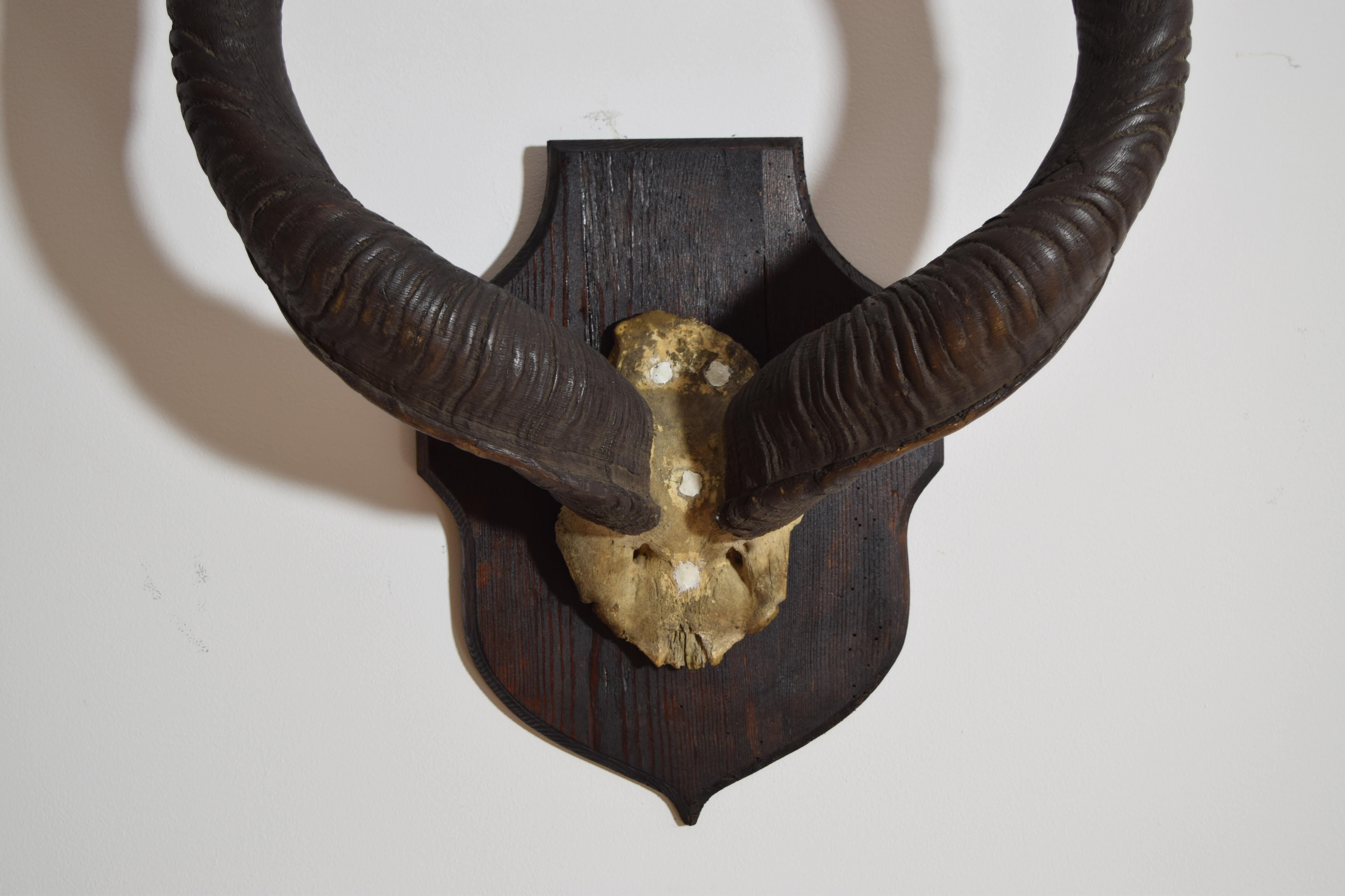 African Grand Kudu Mount on Ebonized Pinewood Backplate, 1st half 20th century For Sale 1