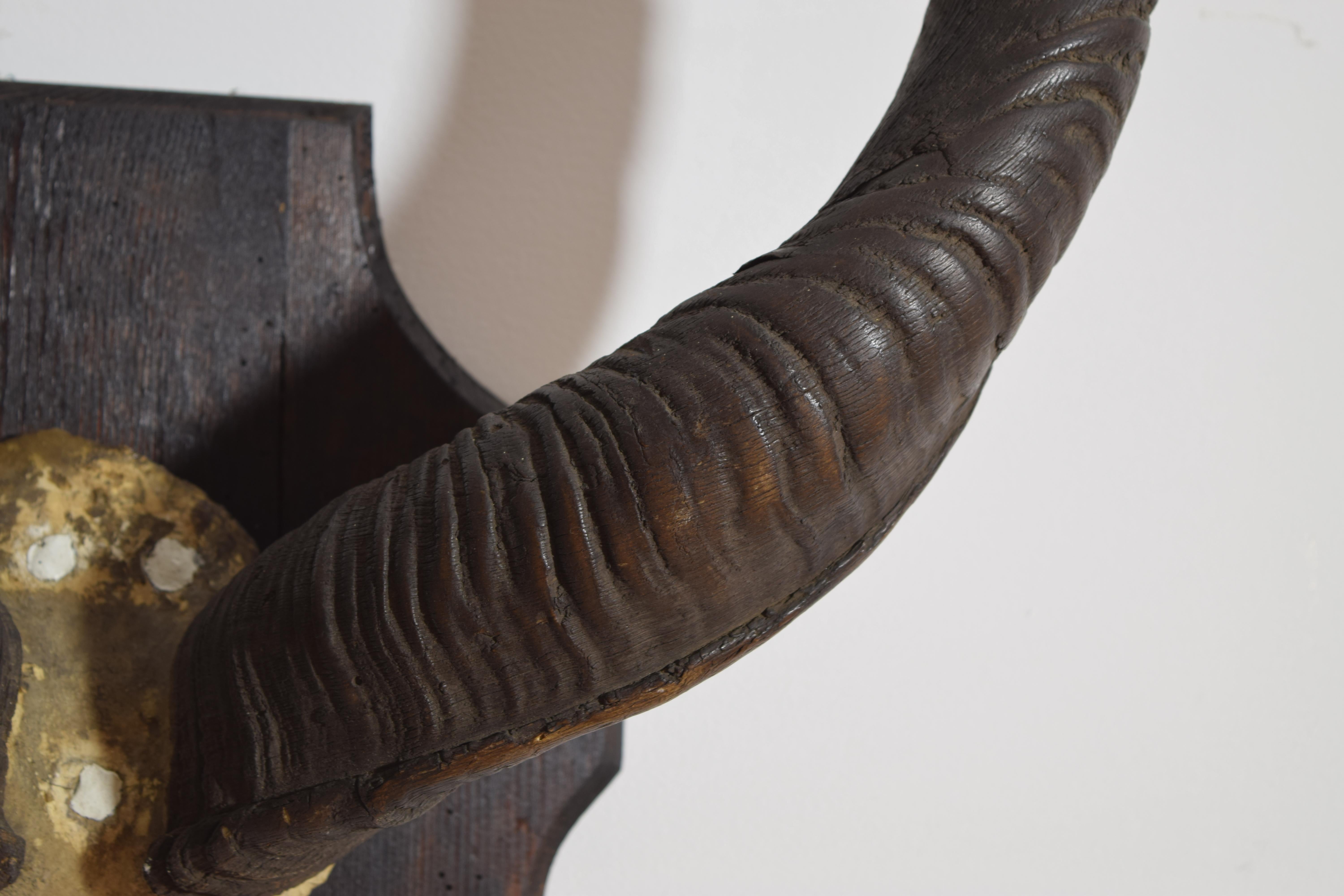 African Grand Kudu Mount on Ebonized Pinewood Backplate, 1st half 20th century For Sale 2