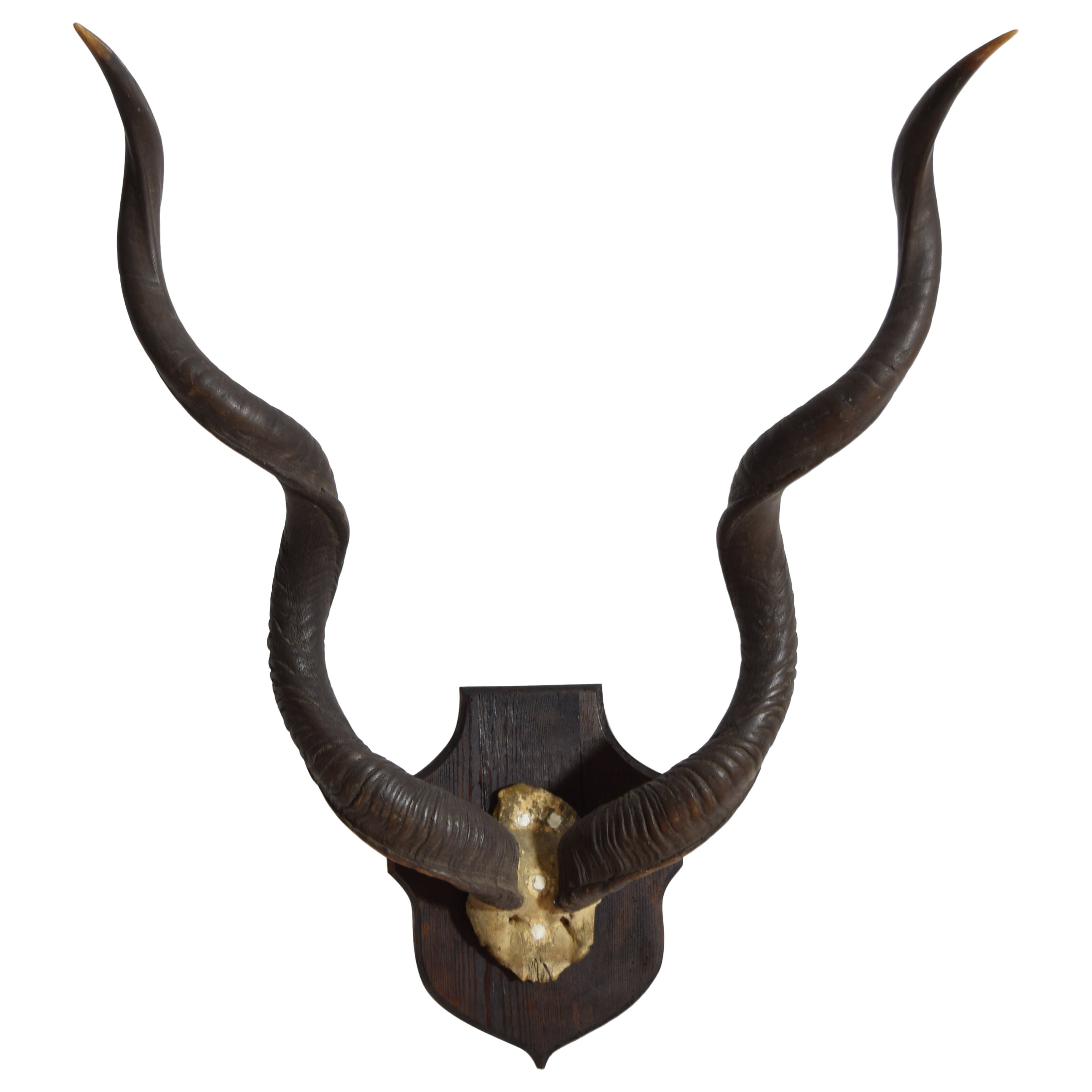 African Grand Kudu Mount on Ebonized Pinewood Backplate, 1st half 20th century For Sale