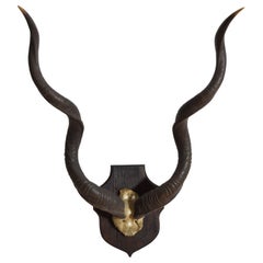 African Grand Kudu Mount on Ebonized Pinewood Backplate, 1st half 20th century
