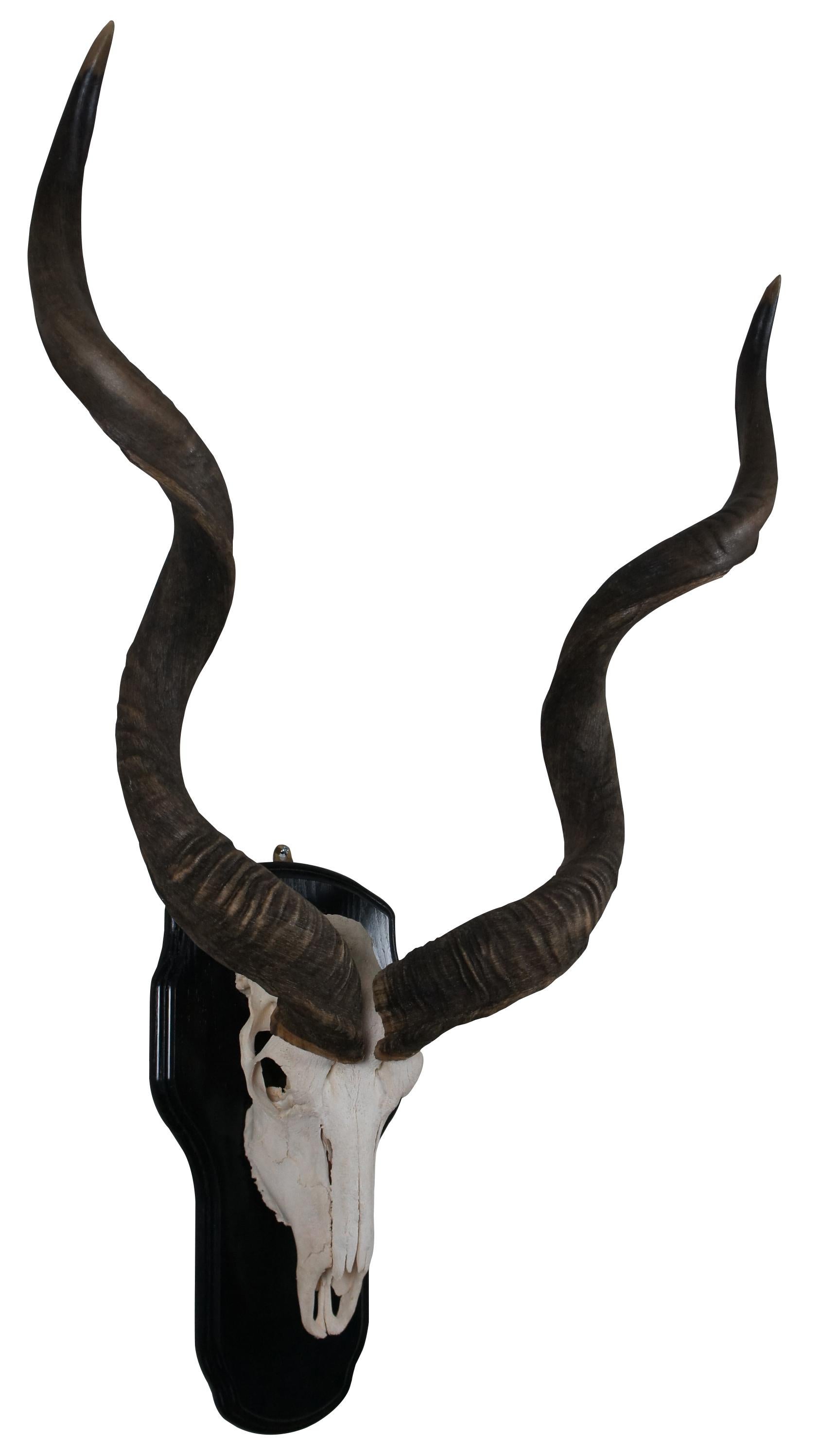 Natural kudu skull with horns mounted on a black wood plaque. Measures: 43