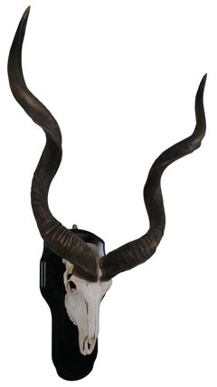 African Greater Kudu Skull Horn Antelope Plaque Shield Taxidermy Head Mount