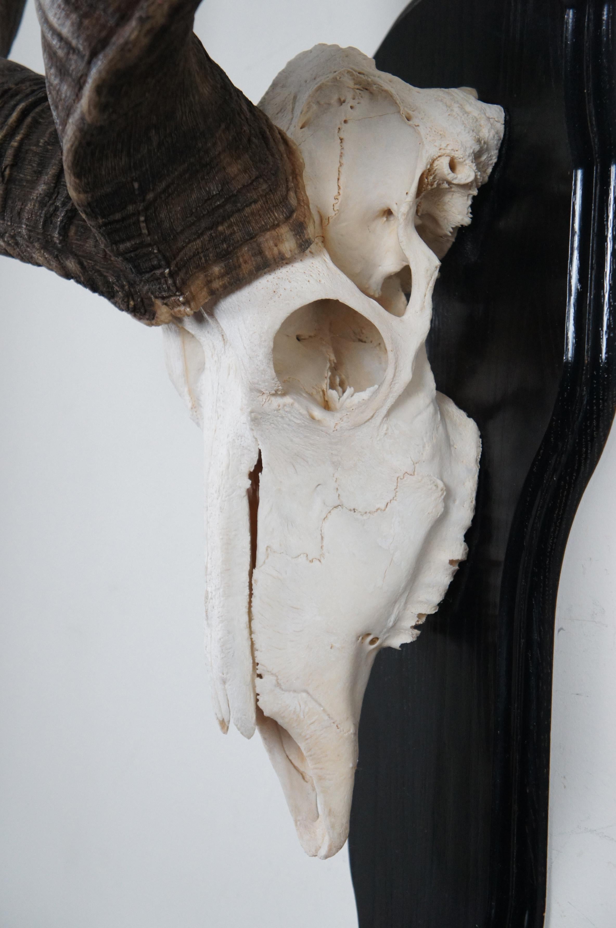 kudu skull mount