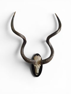 African Greater Kudu (Tragelaphus strepsiceros) Skull Trophy on Black Wooden Pla