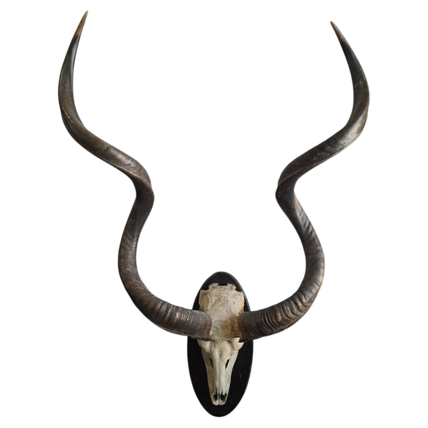 African Greater Kudu (Tragelaphus strepsiceros) Skull Trophy on Black Wooden Pla