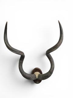 Trofeo de kudú mayor africano con placa de identificación original, Mozambique, 196