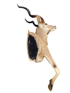 African Half Mount Kudu Taxidermy Mount for Home Decor and Wall Furniture