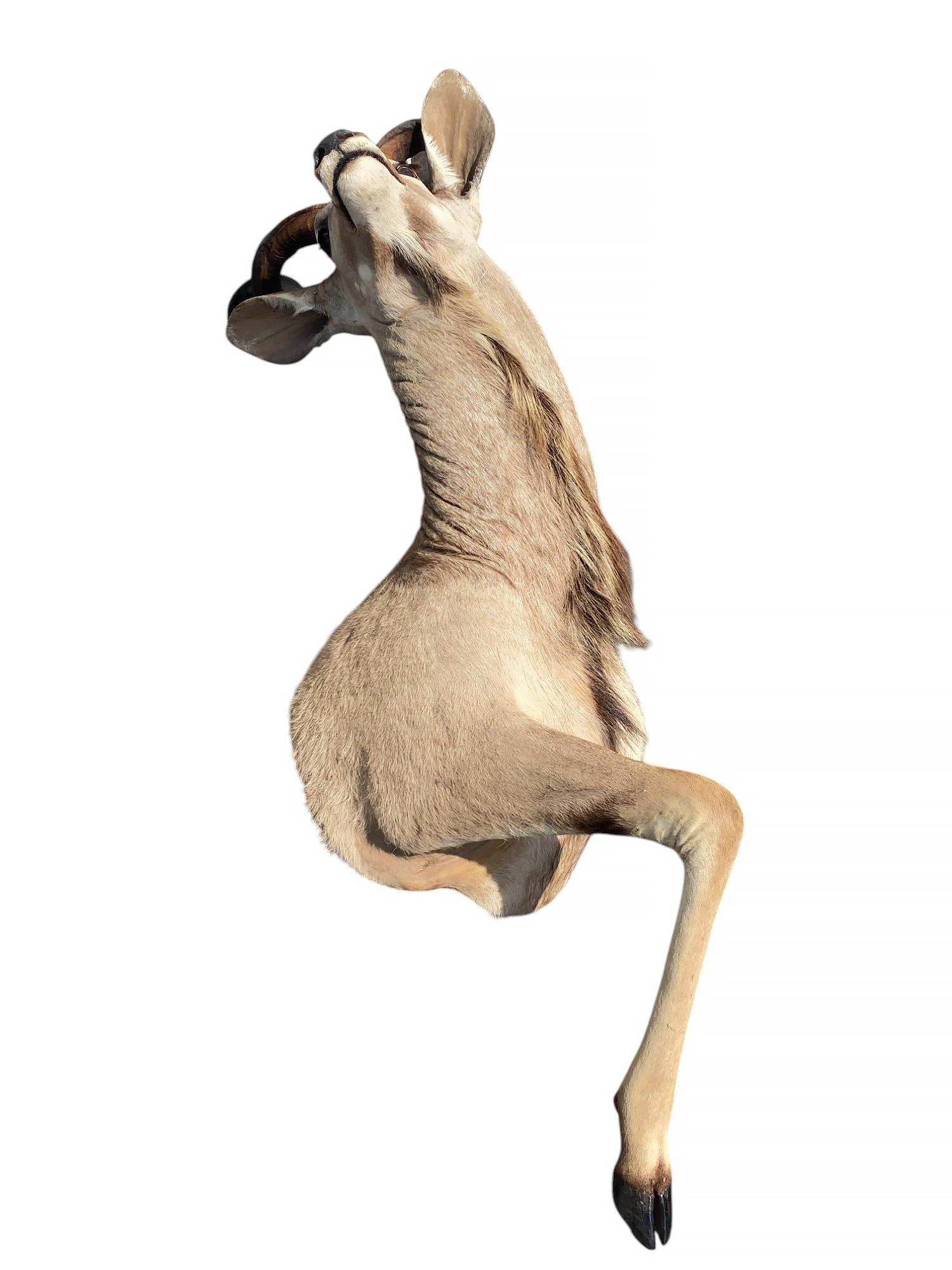 Africain Taxidermie africaine en demi-monture Kudu pour la décoration intérieure et le mobilier mural en vente