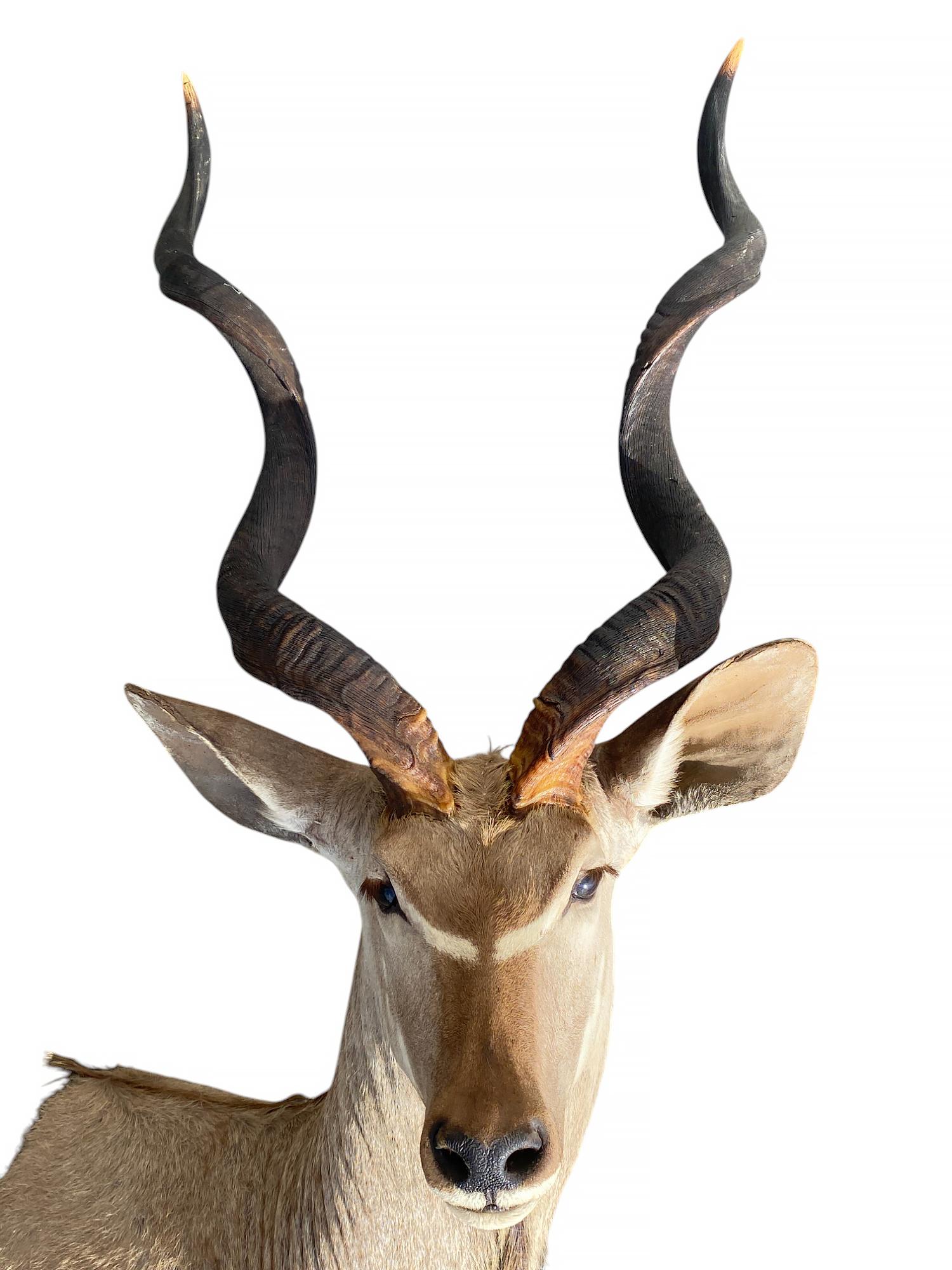 Taxidermie africaine en demi-monture Kudu pour la décoration intérieure et le mobilier mural Excellent état - En vente à Farmington, UT