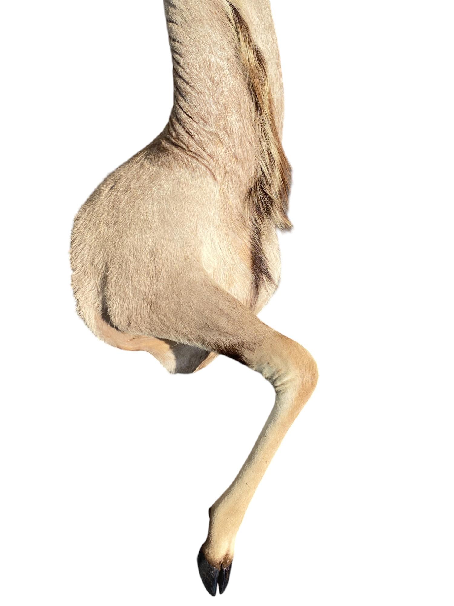 XXIe siècle et contemporain Taxidermie africaine en demi-monture Kudu pour la décoration intérieure et le mobilier mural en vente