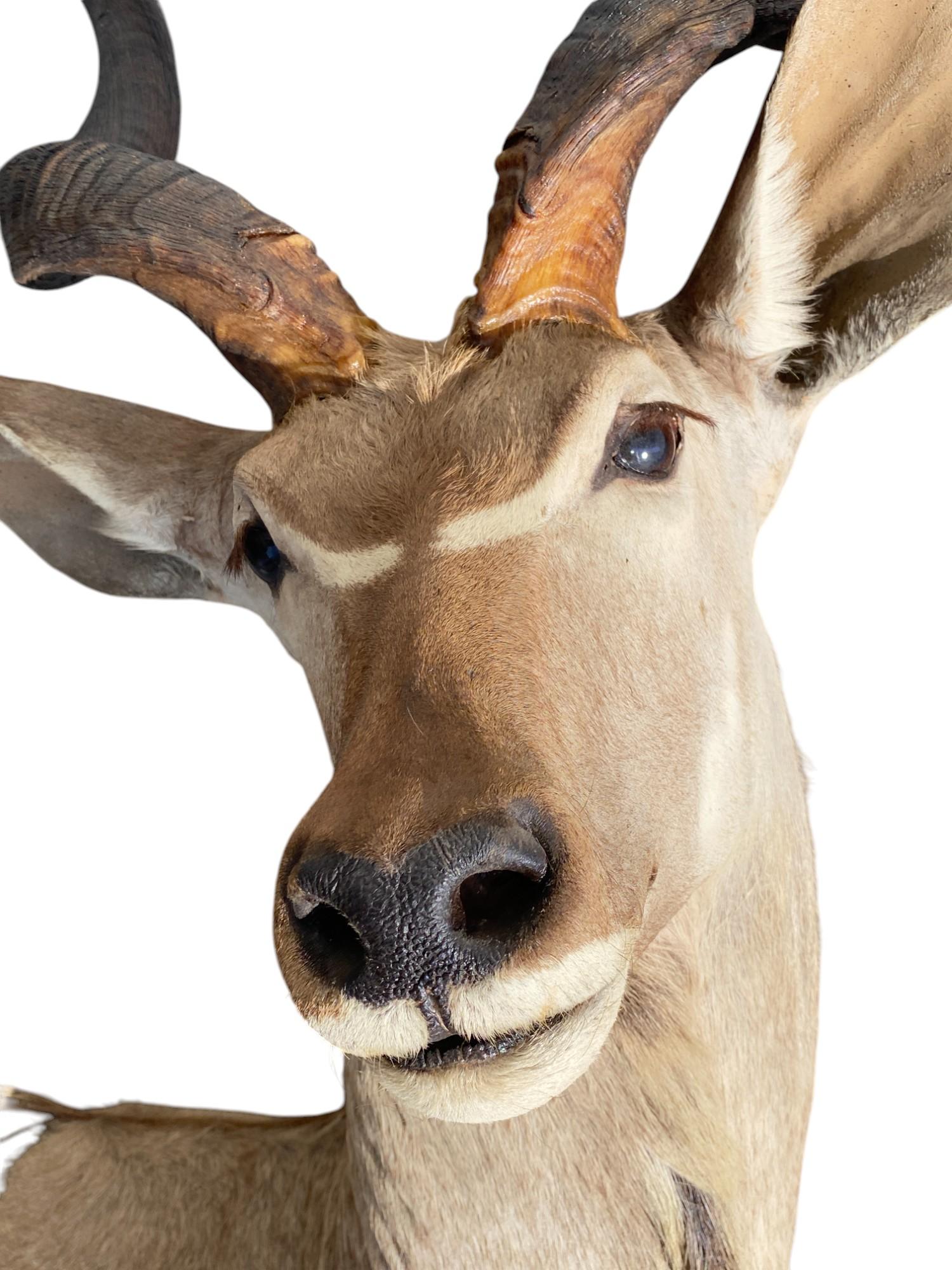 Peau d'animal Taxidermie africaine en demi-monture Kudu pour la décoration intérieure et le mobilier mural en vente