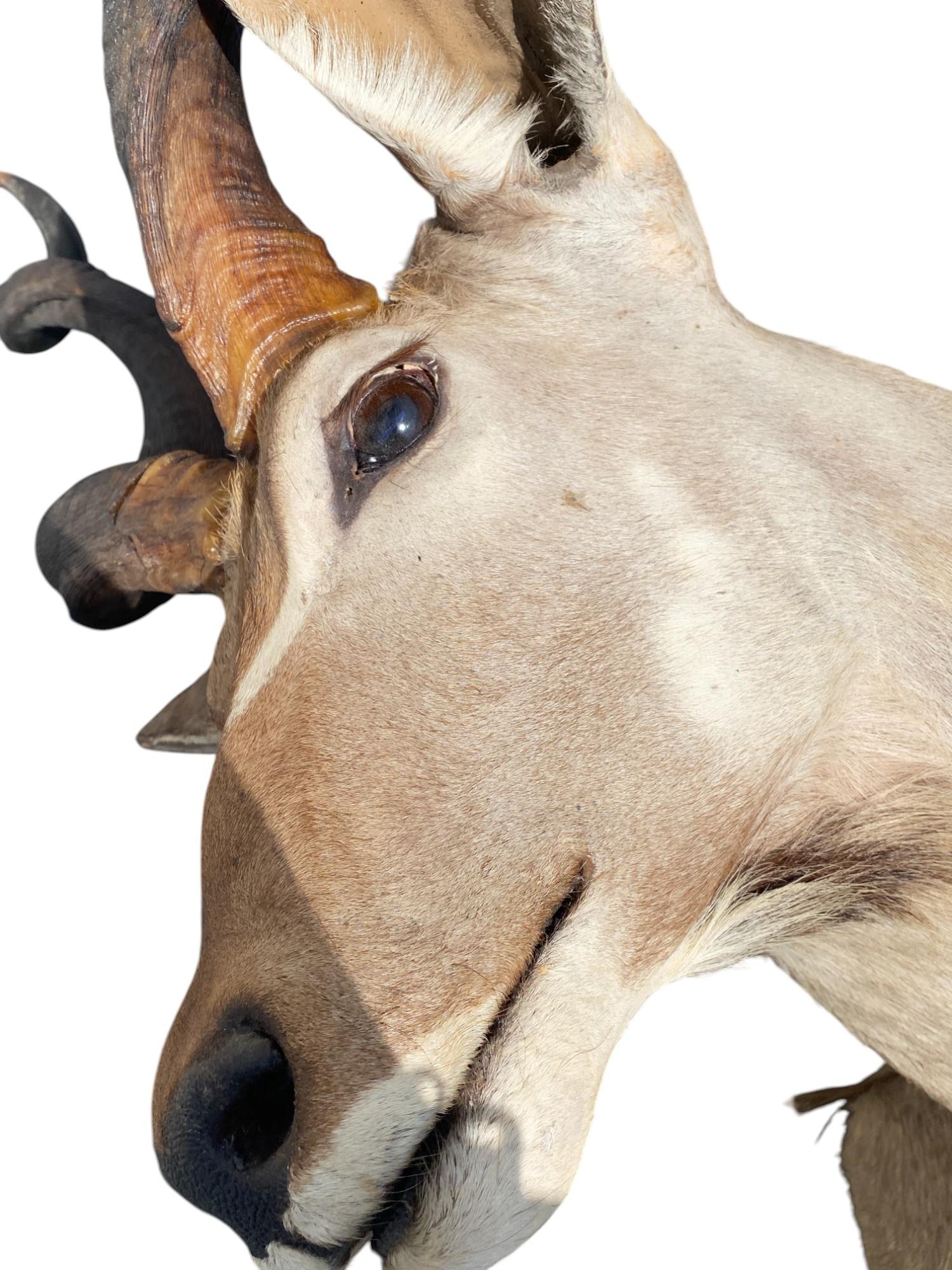 Taxidermie africaine en demi-monture Kudu pour la décoration intérieure et le mobilier mural en vente 1