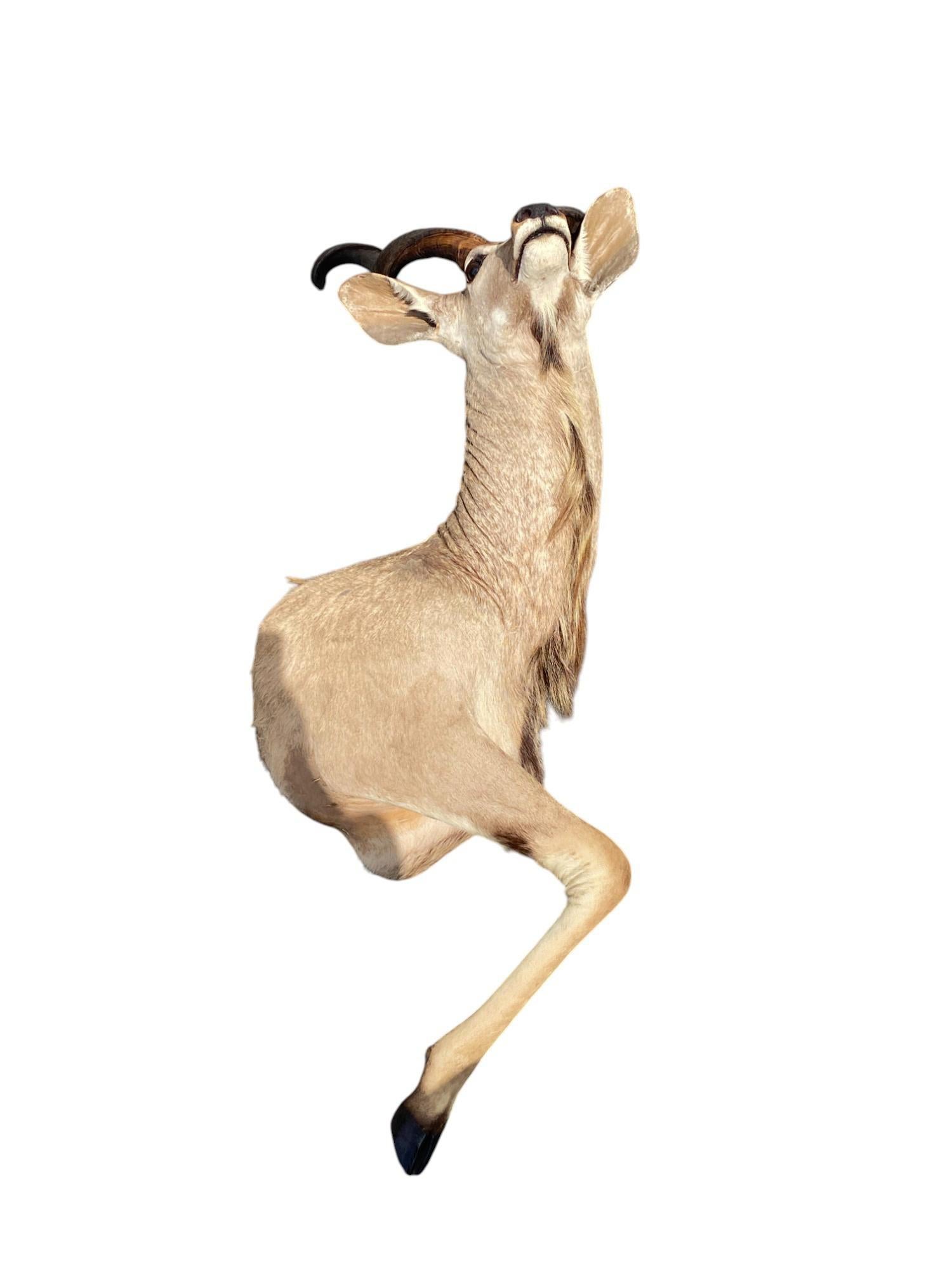 Taxidermie africaine en demi-monture Kudu pour la décoration intérieure et le mobilier mural en vente 2