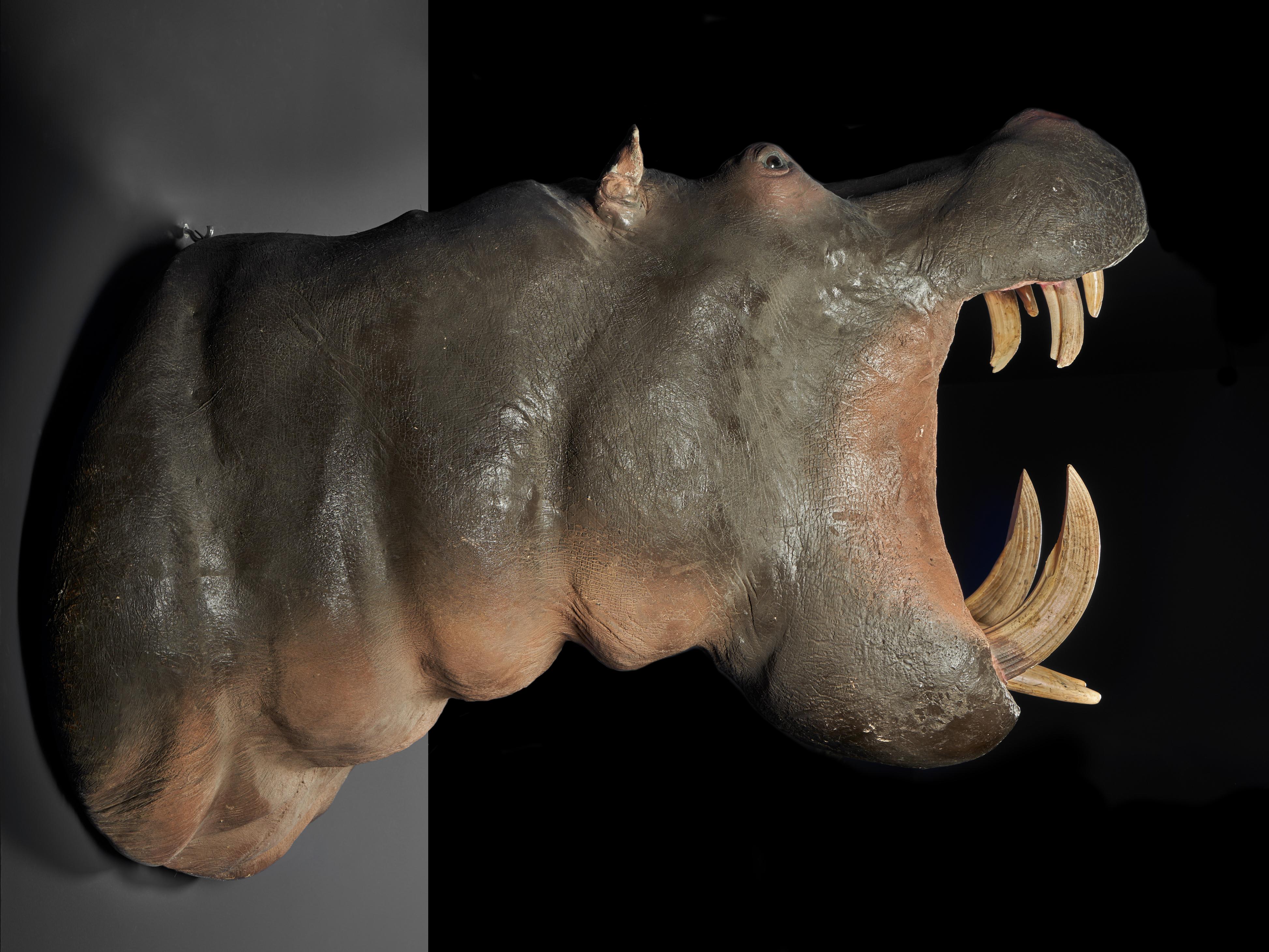 Afrikanisches Flusspferd 'Hippopotamus amphibius' II/B Schultermontierung-Originalzähne (Britisch)