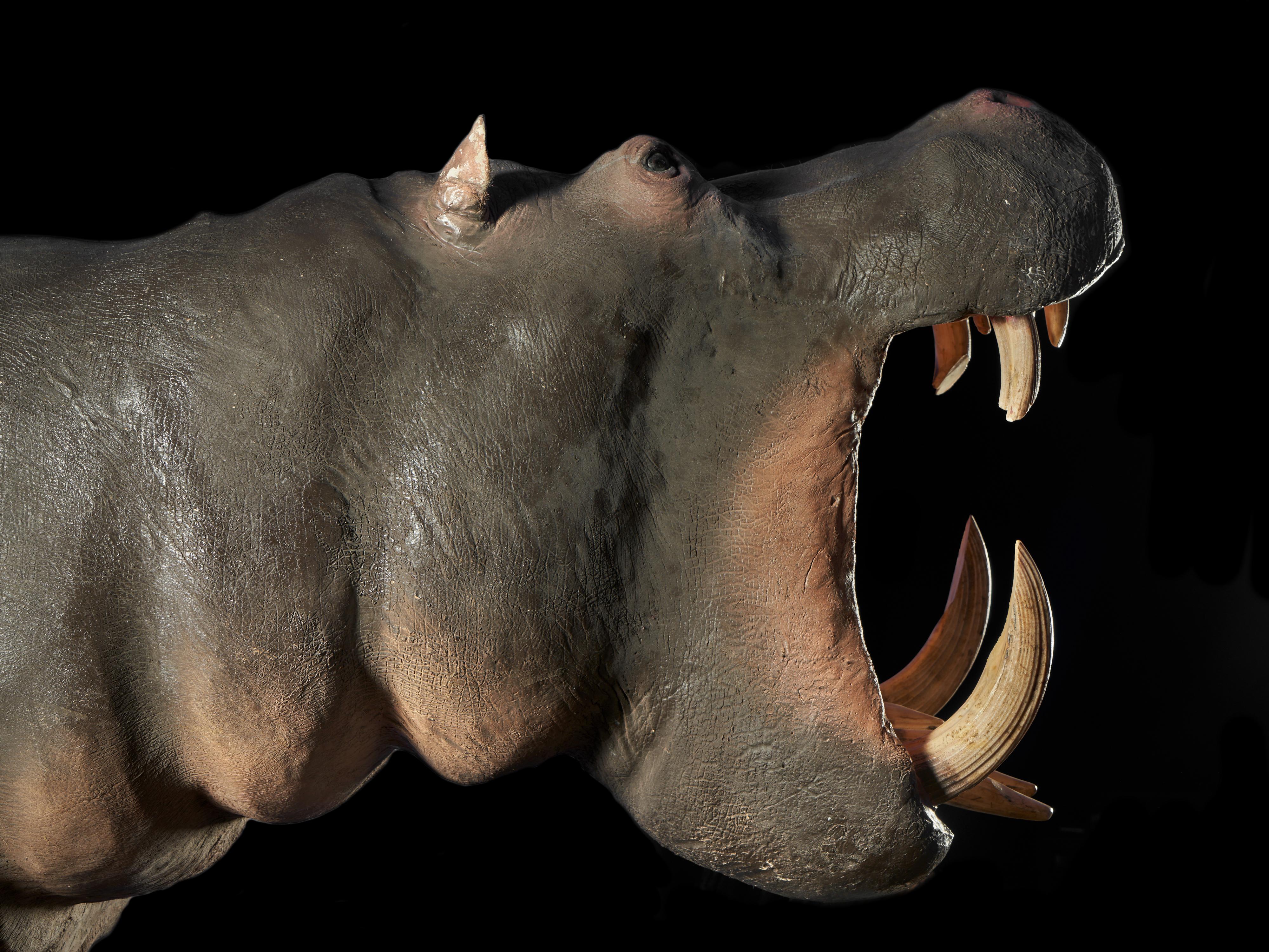 British African Hippopotamus ‘Hippopotamus amphibius’ II/B Shoulder Mount-Original Teeth