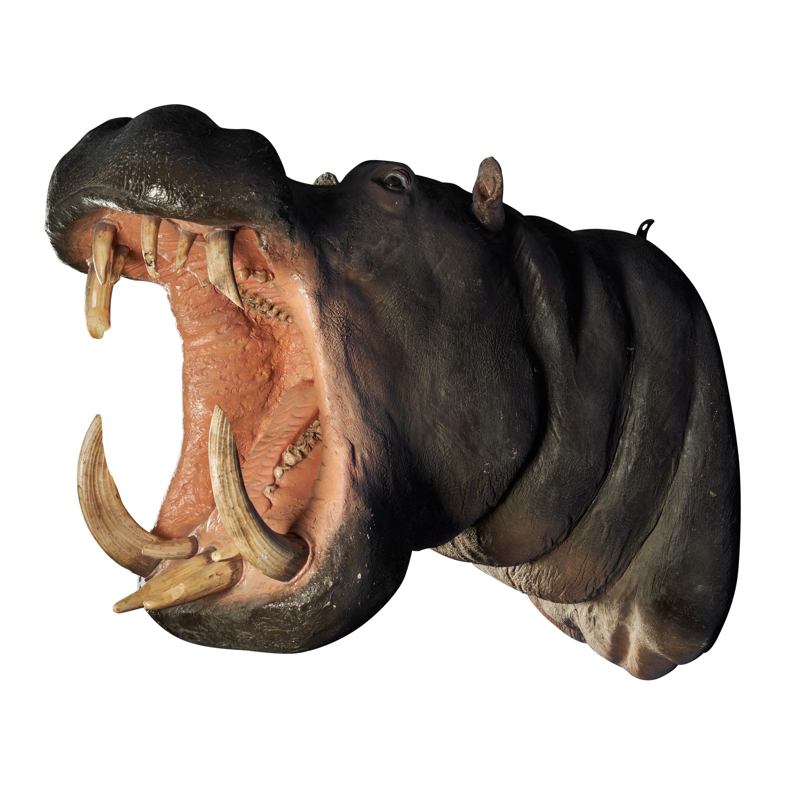 African Hippopotamus ‘Hippopotamus amphibius’ II/B Shoulder Mount-Original Teeth