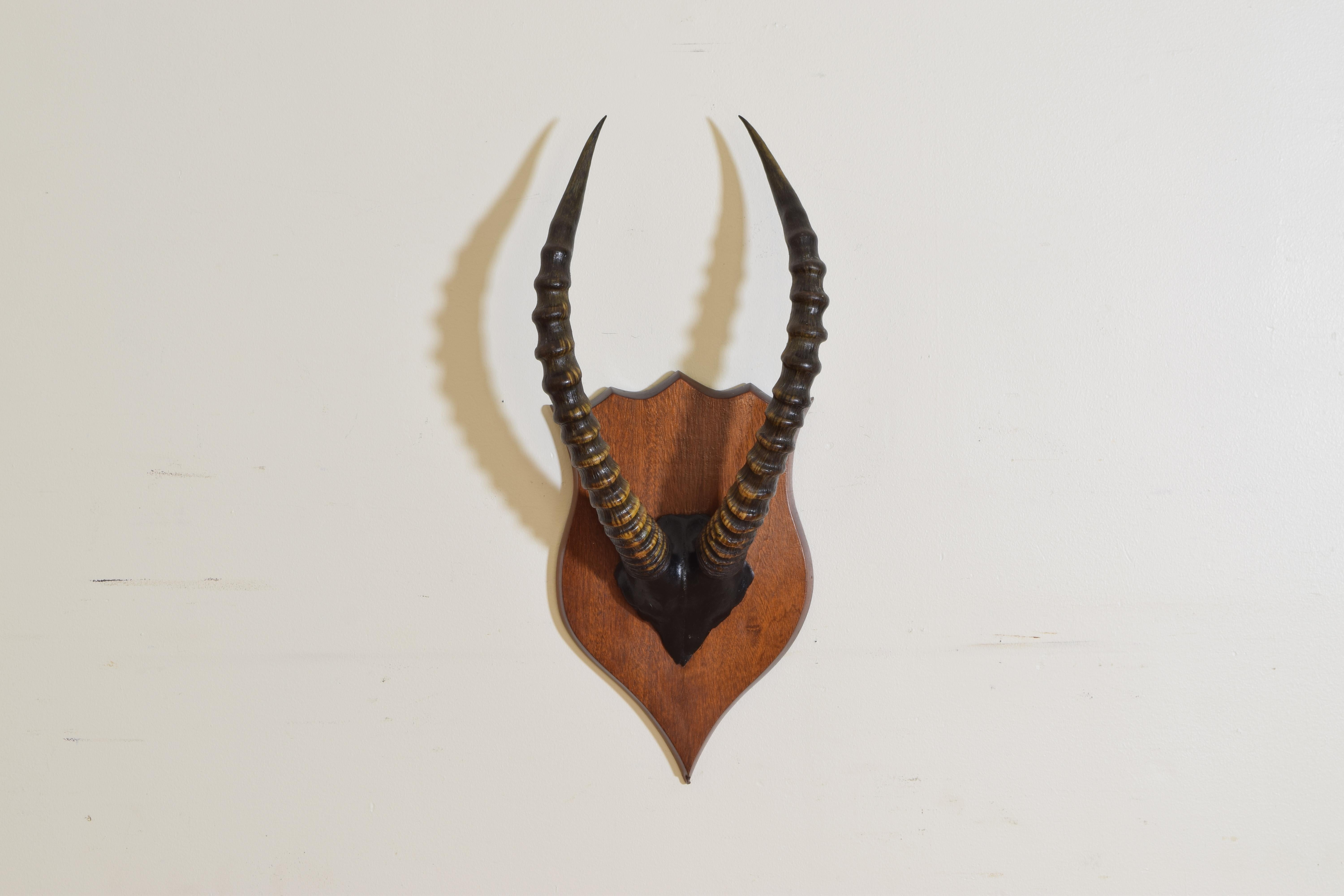 The horns and black painted partial skull mounted to an oak shield-form backplate.