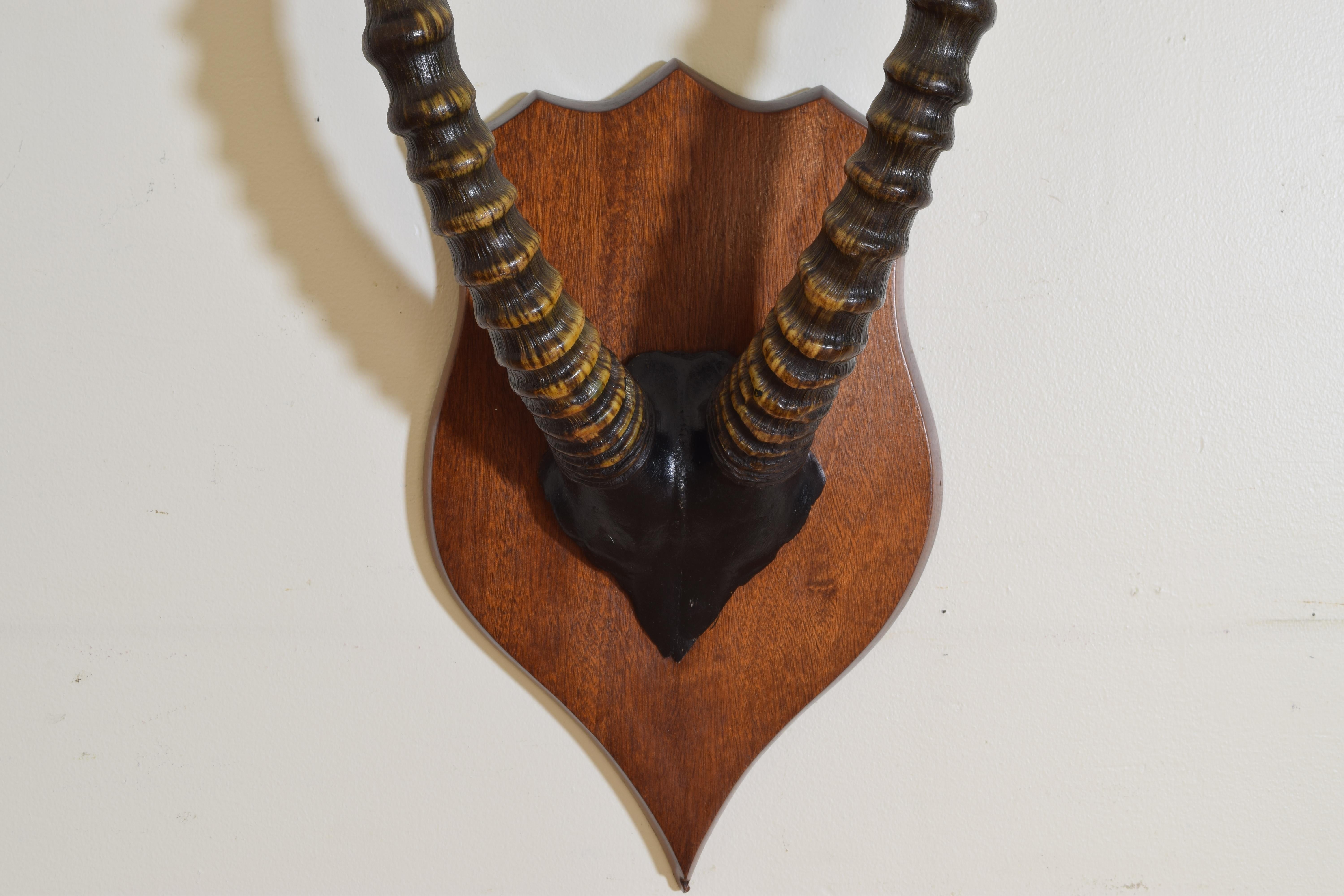 20th Century African Impala Horn and Painted Partial Skull Mount