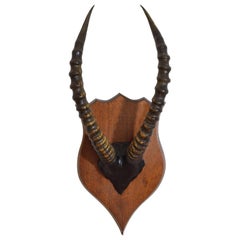 African Impala Horn and Painted Partial Skull Mount