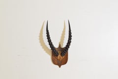African Impala Horn and Partial Skull Mount