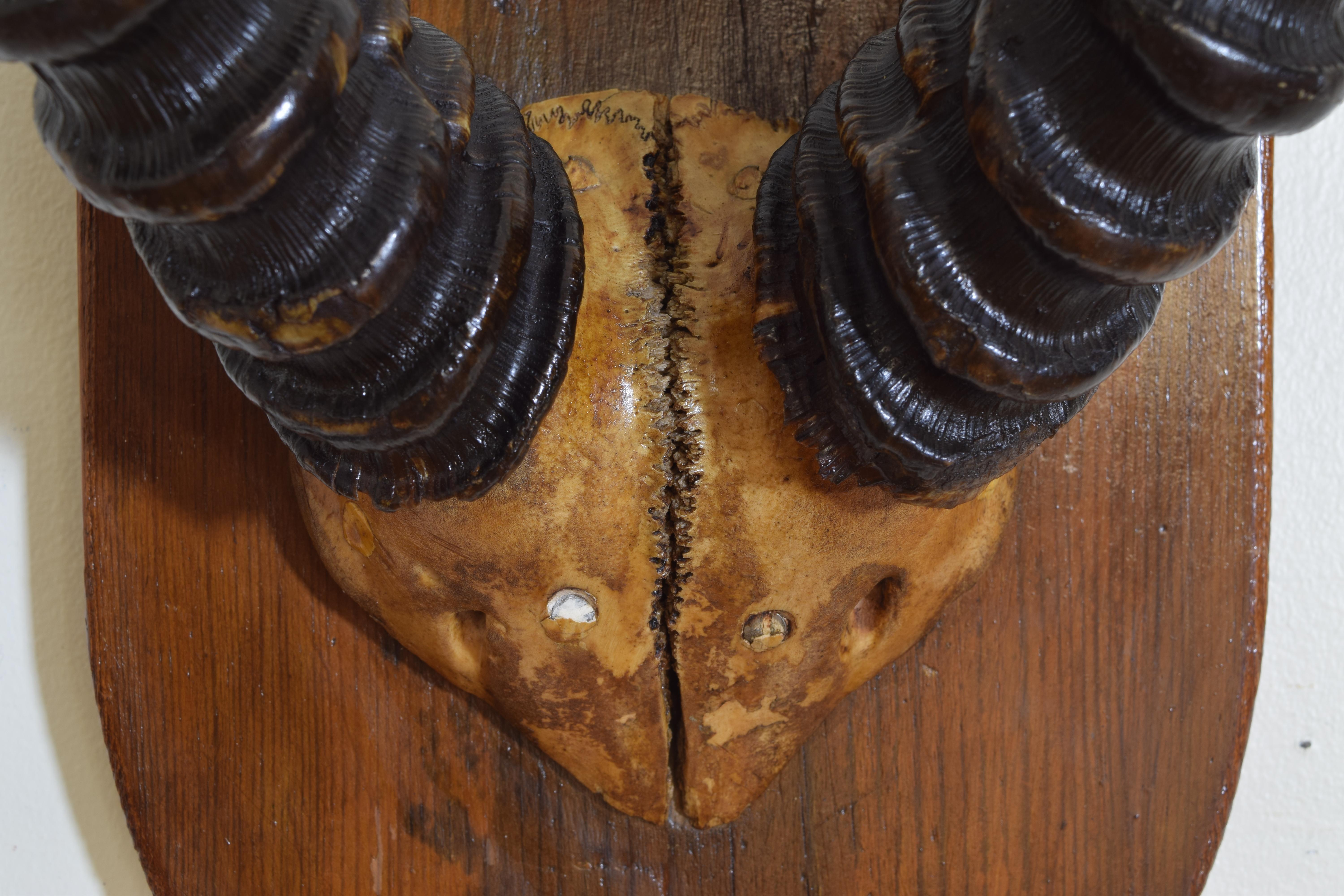 African Impala Horn and Partial Skull Mount In Good Condition In Atlanta, GA