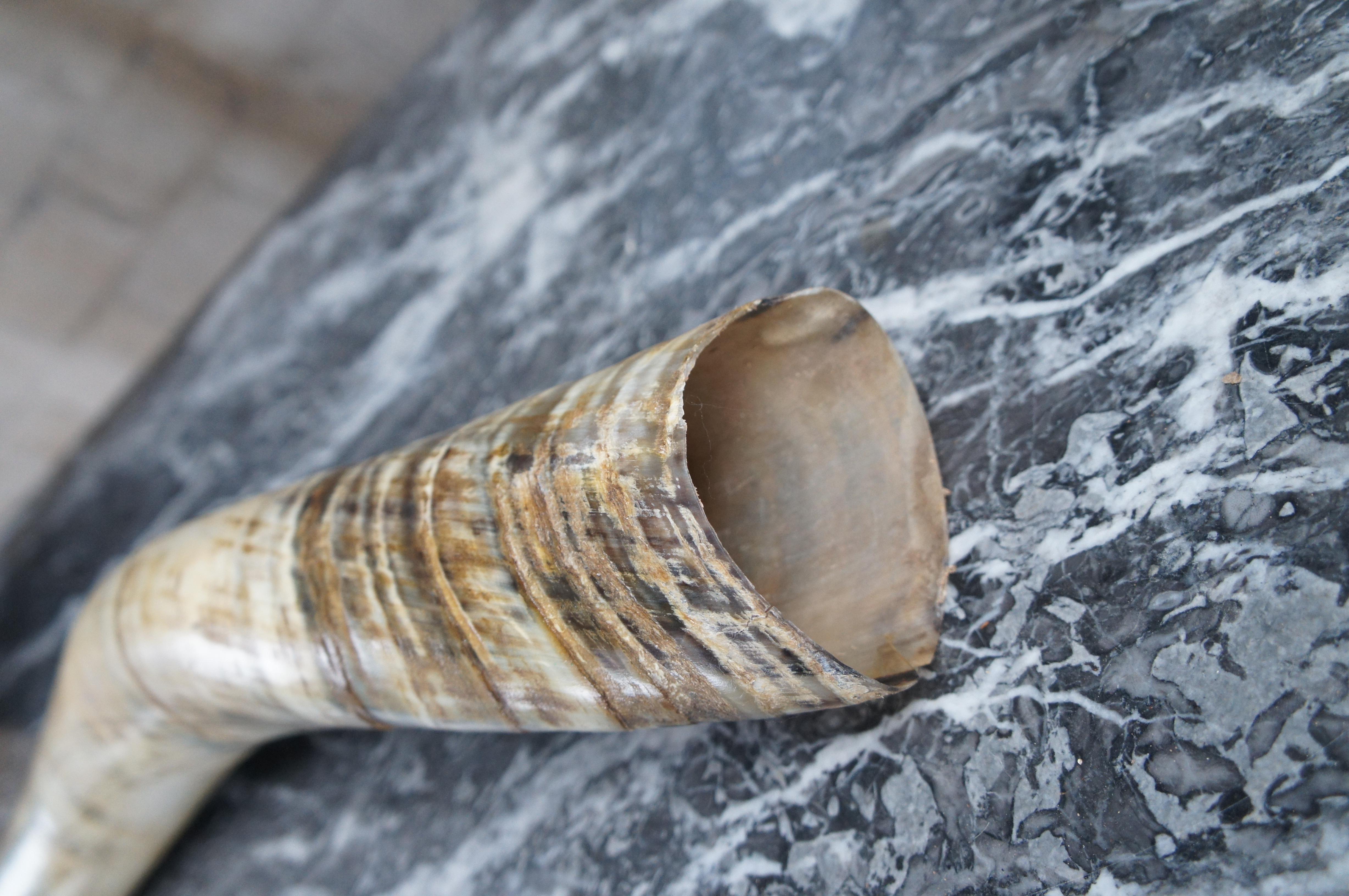 African Kudu Antler Horn Sculpture on Wooden Stand Taxidermy Lodge Decor 40