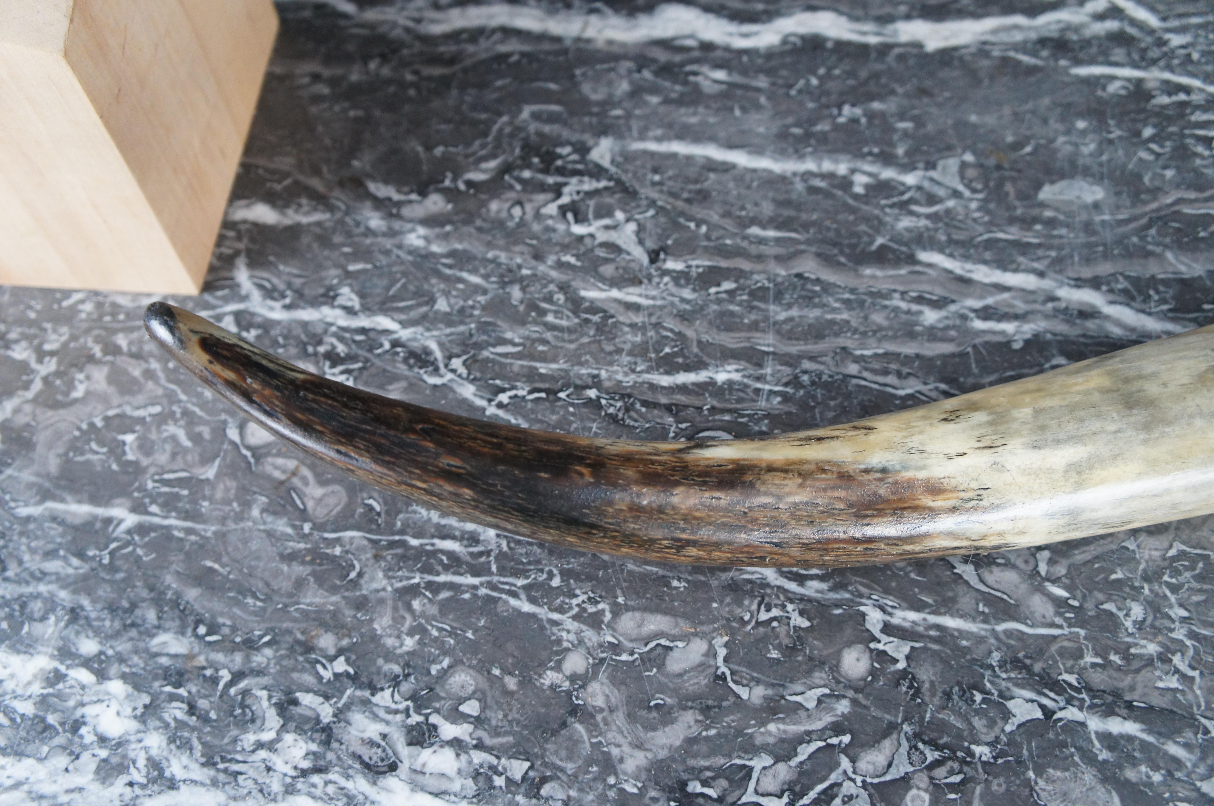 African Kudu Antler Horn Sculpture on Wooden Stand Taxidermy Lodge Decor 40