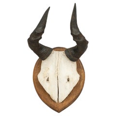 African, Mounted Antilope Horns