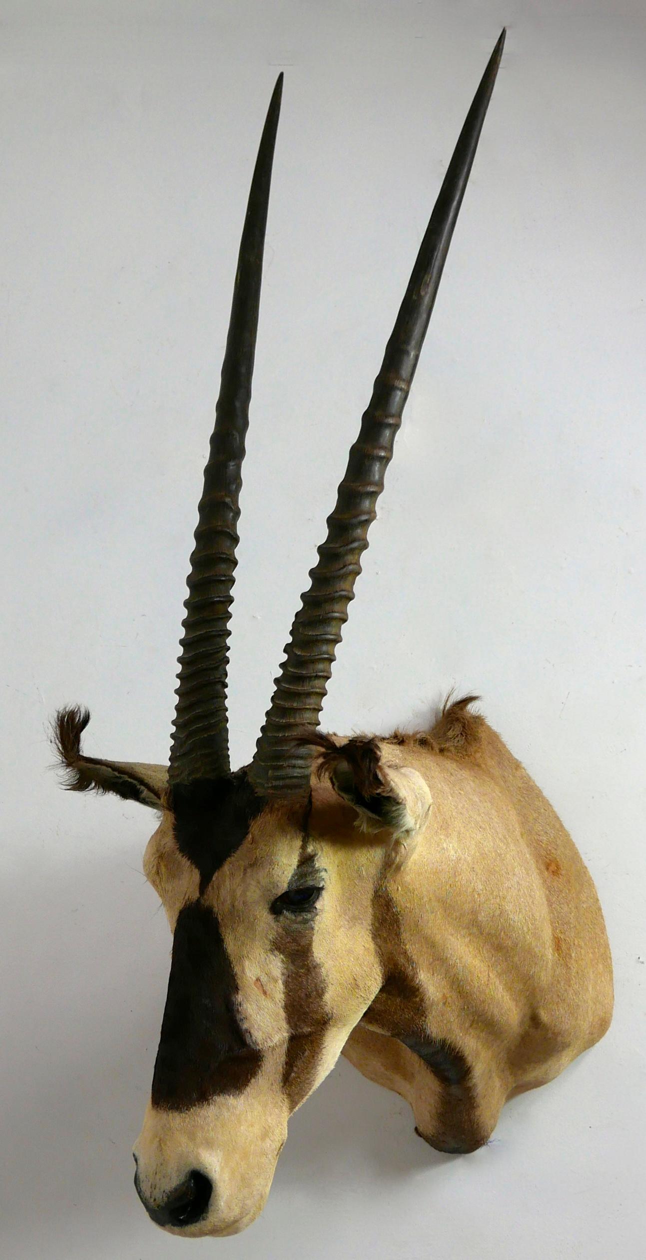 African Oryx / Gemsbok Shoulder Mount Taxidermy Trophy For Sale 2