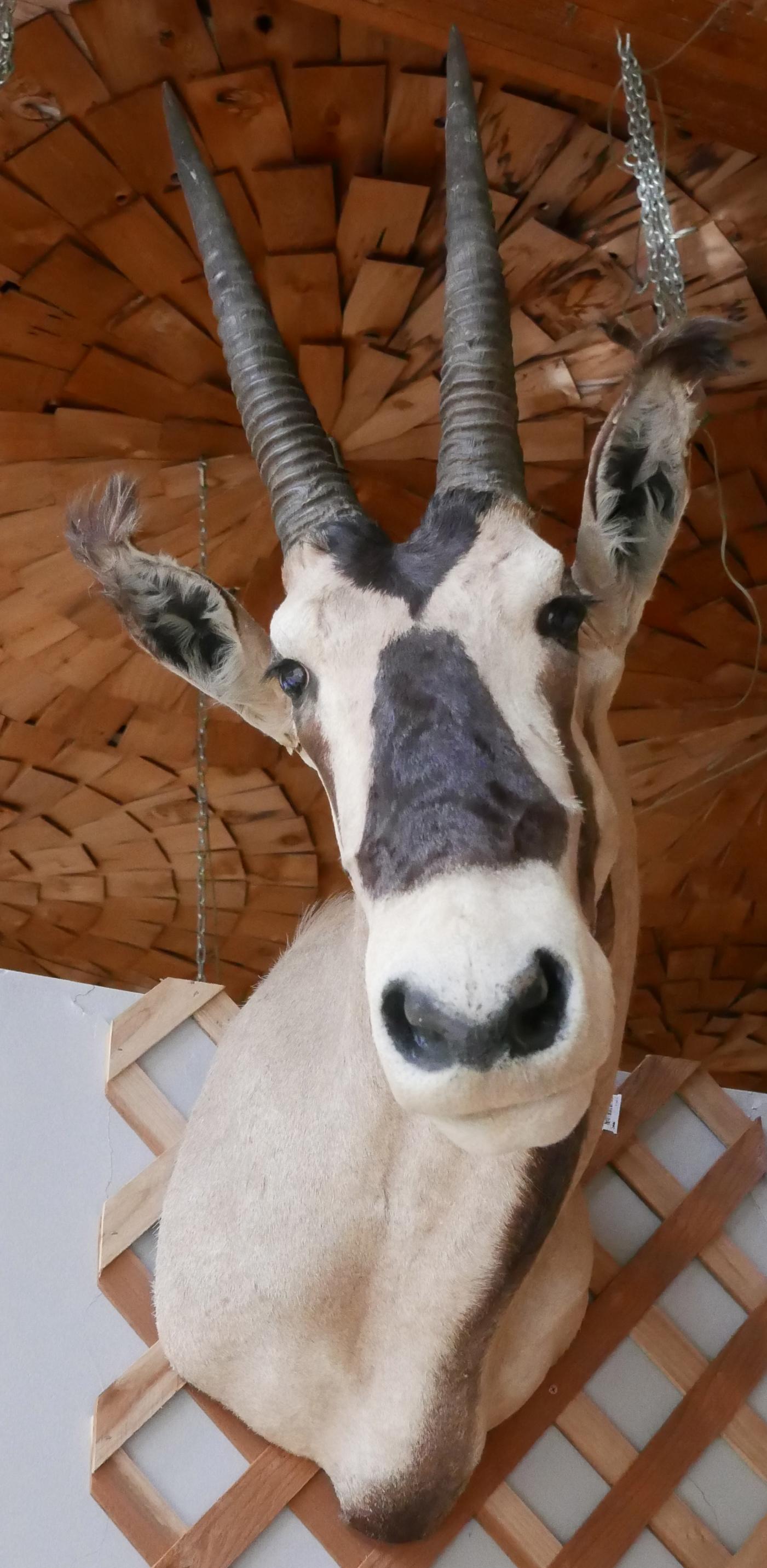 Afrikanische Trophäe für Taxidermy mit Oryx / Edelsteinbesatz an der Schulter im Angebot 6