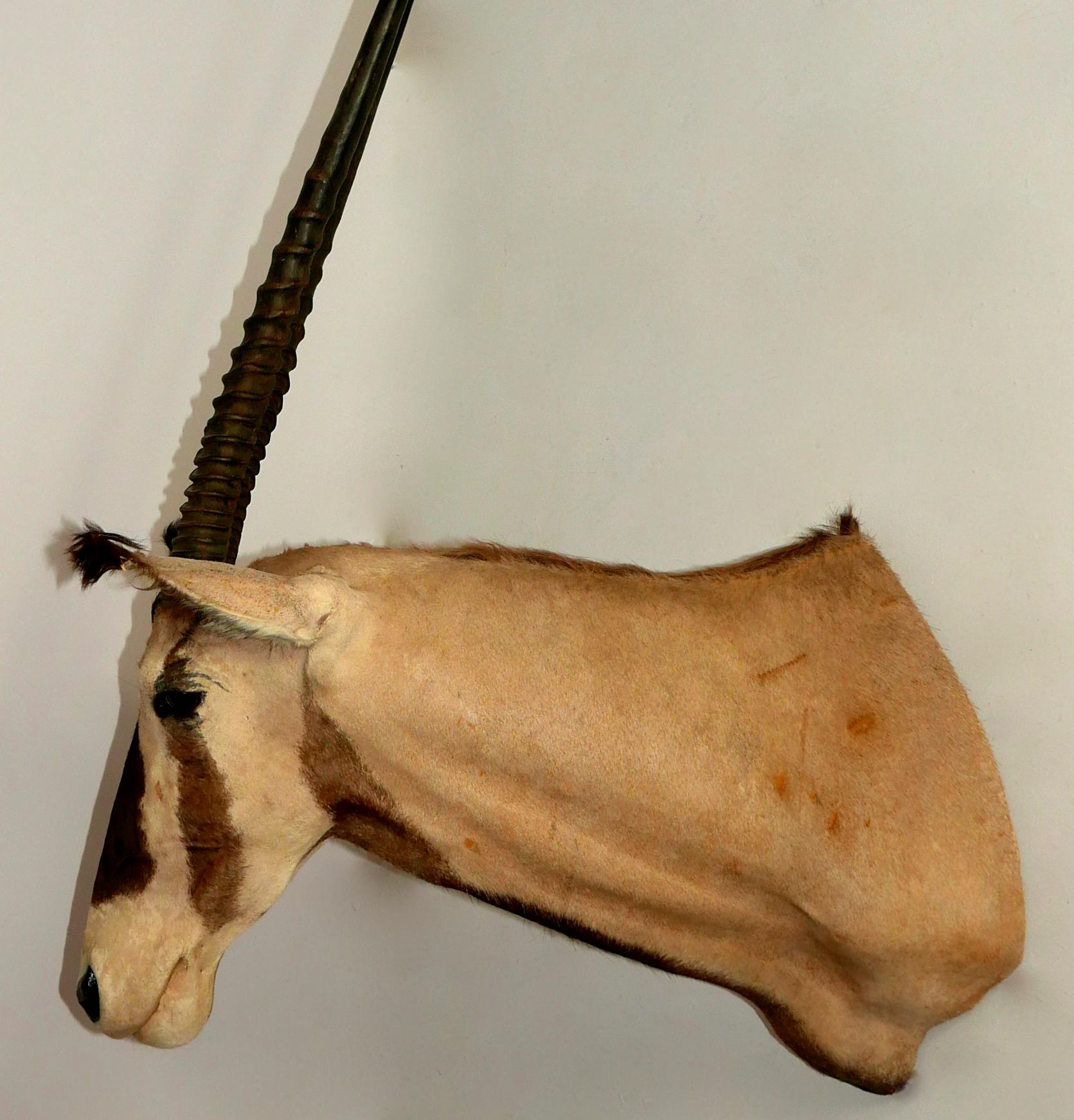 African Oryx / Gemsbok Shoulder Mount Taxidermy Trophy For Sale 4