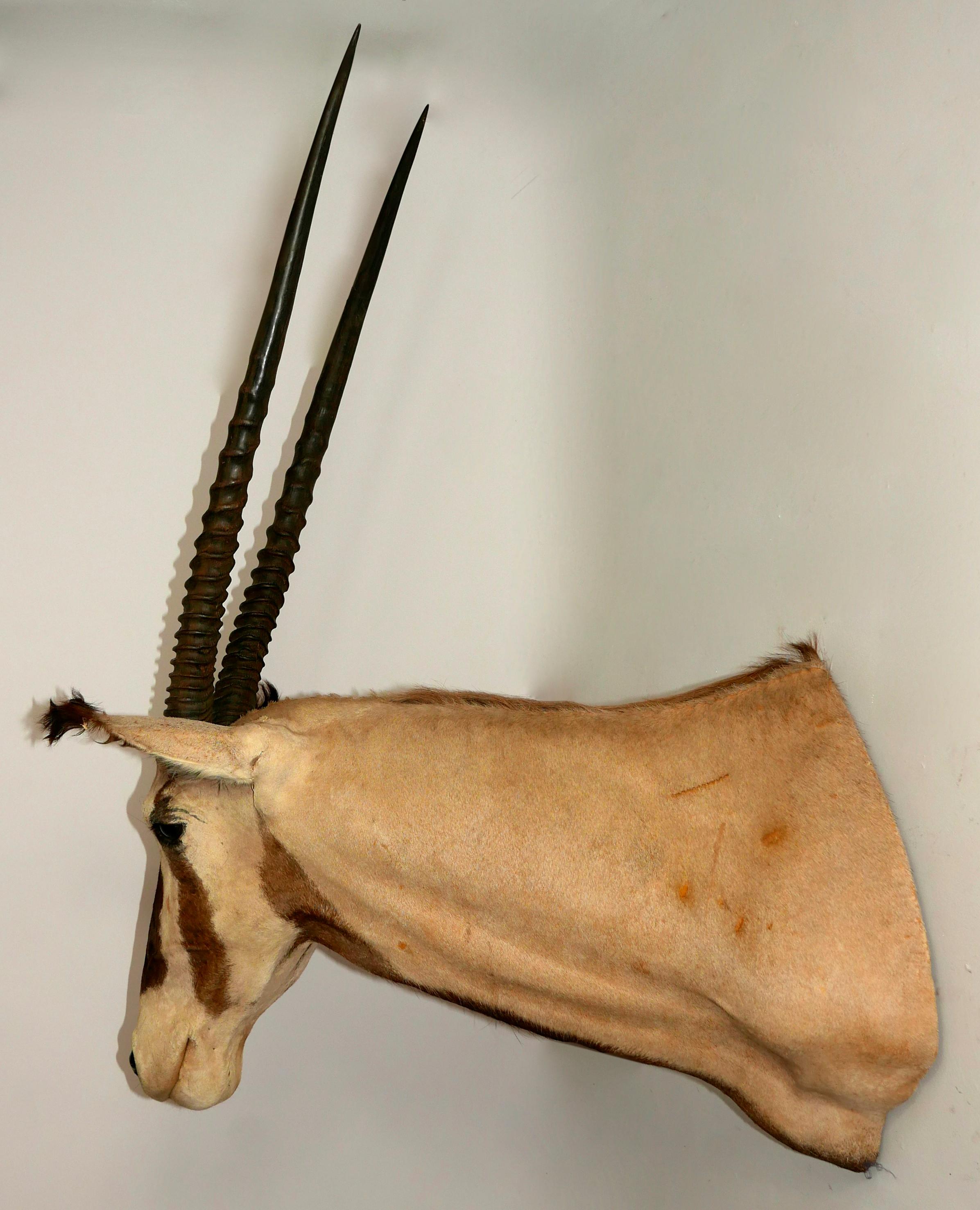 5 piece lot of 33-37 Inch South African Gemsbok Horns Taxidermy S 