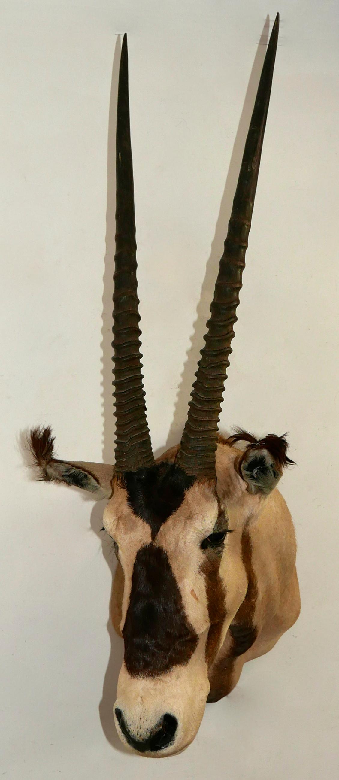 Afrikanische Trophäe für Taxidermy mit Oryx / Edelsteinbesatz an der Schulter im Zustand „Gut“ im Angebot in San Francisco, CA