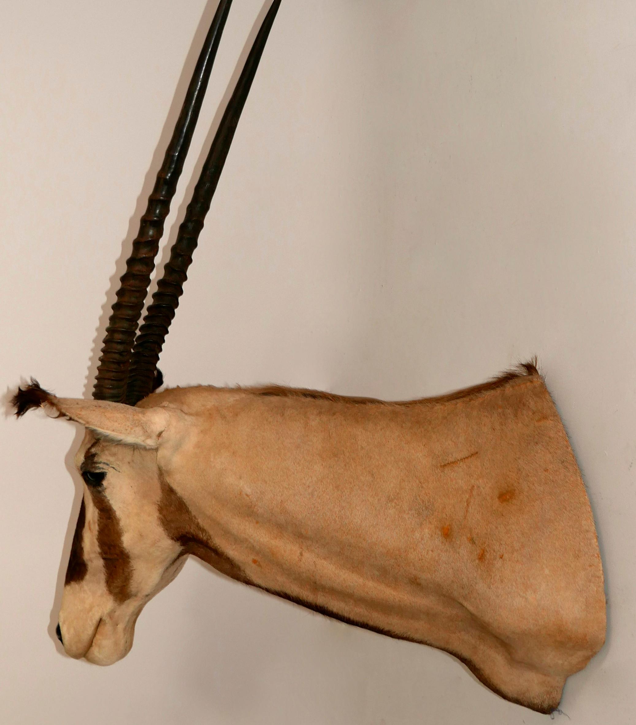 Afrikanische Trophäe für Taxidermy mit Oryx / Edelsteinbesatz an der Schulter (20. Jahrhundert) im Angebot
