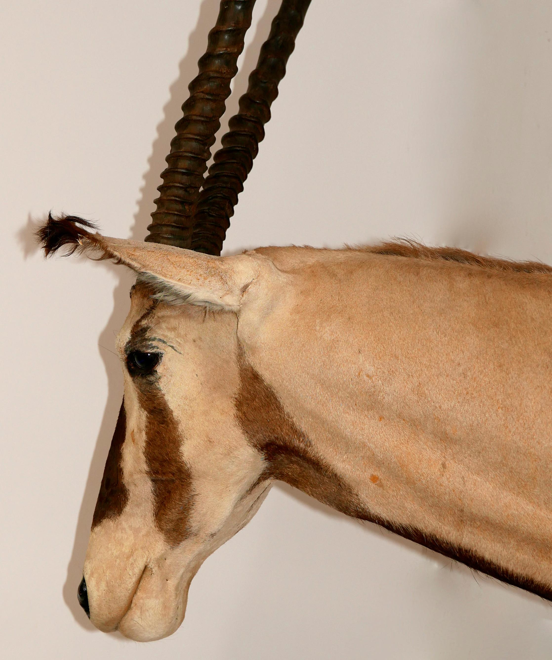 African Oryx / Gemsbok Shoulder Mount Taxidermy Trophy In Good Condition For Sale In San Francisco, CA