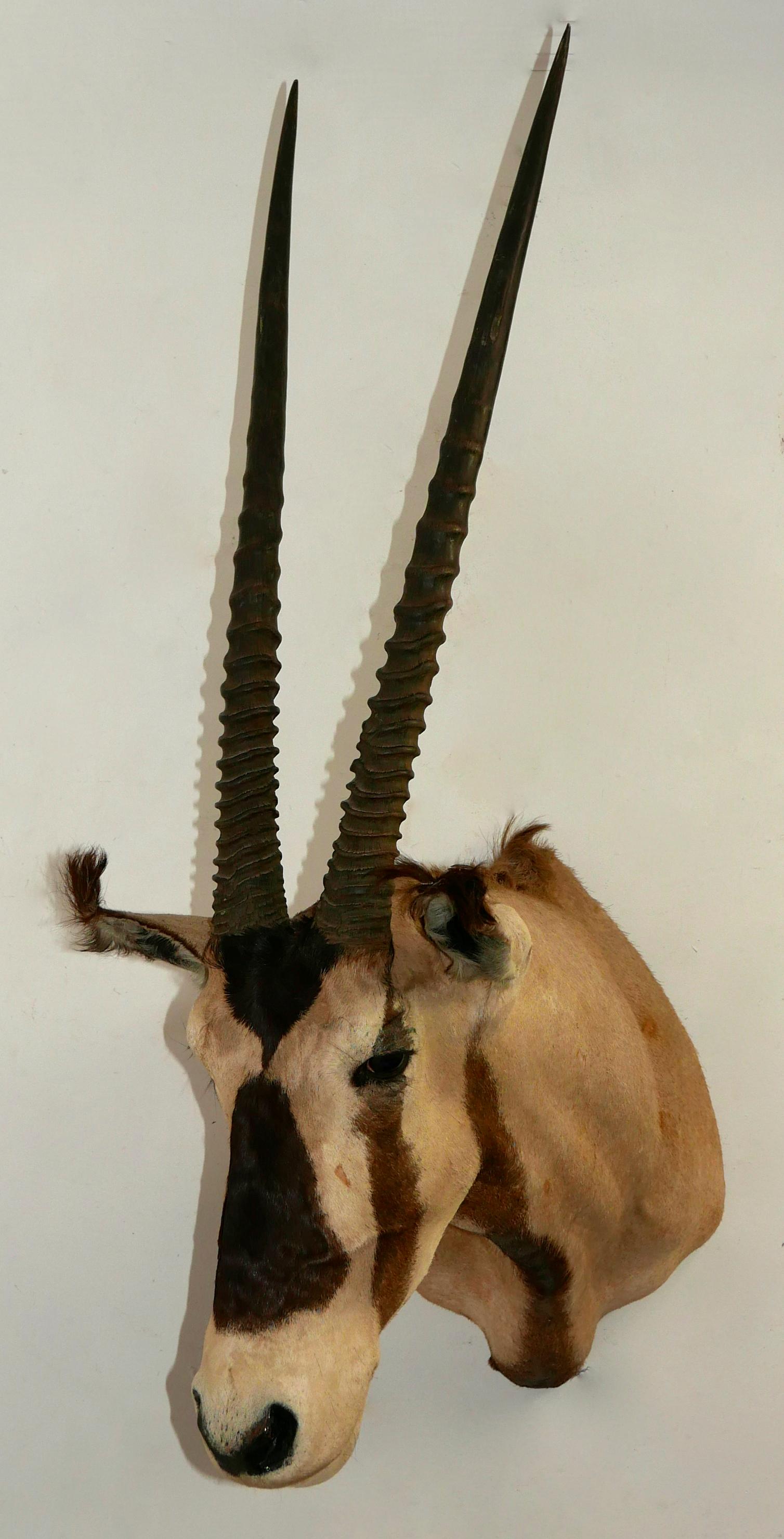 20th Century African Oryx / Gemsbok Shoulder Mount Taxidermy Trophy For Sale