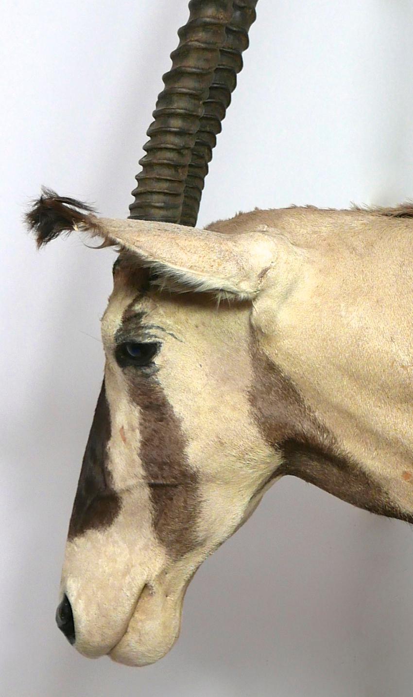 Animal Skin African Oryx / Gemsbok Shoulder Mount Taxidermy Trophy For Sale