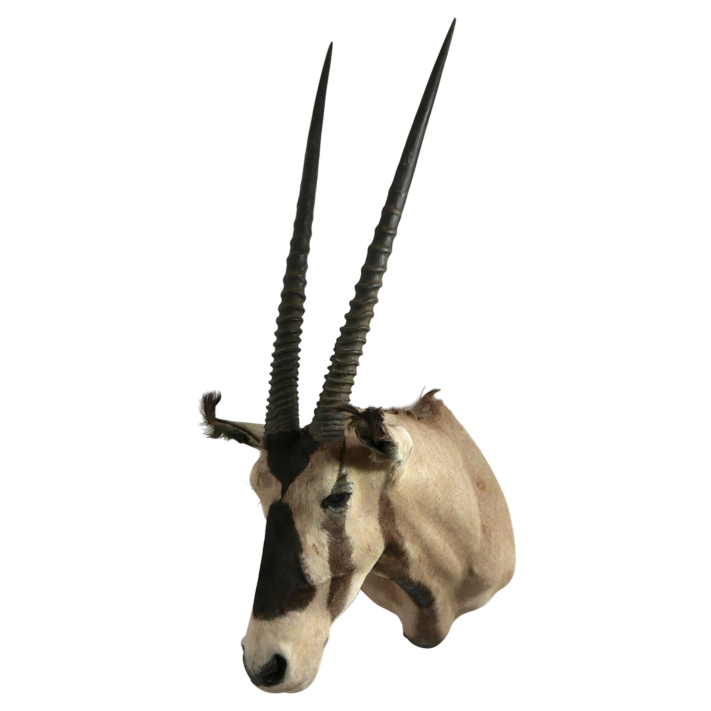 African Oryx / Gemsbok Shoulder Mount Taxidermy Trophy