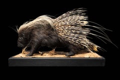 African Porcupine Taxidermy on Naturalistic Base